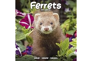 2025 Ferrets Wall Calendar, 12x12