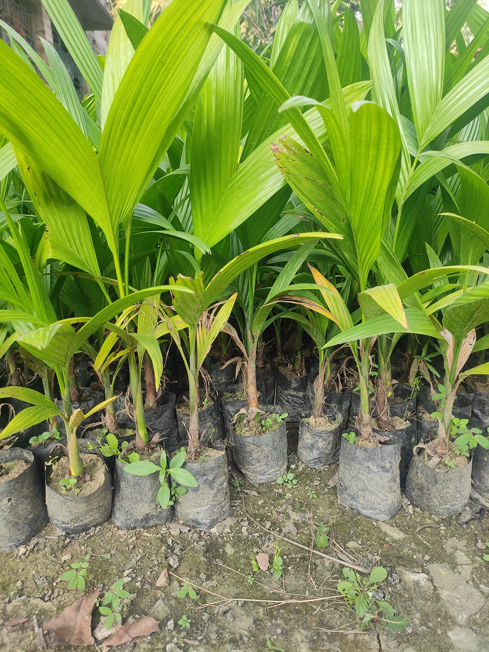 Hybrid Betel Nut Areca Nut Palm Supari Tree Live Plant Original Variety (Pack Of 2) (B0BM84P9Y4) Amazon Price History, Amazon Price Tracker