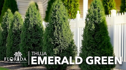 Miniatura 9 de Arborvitae verde esmeralda  Árboles vivos del tamaño de 2 galones  Thuja Occidentalis Smaragd  Plantas de seto de detección de privacidad de hoja