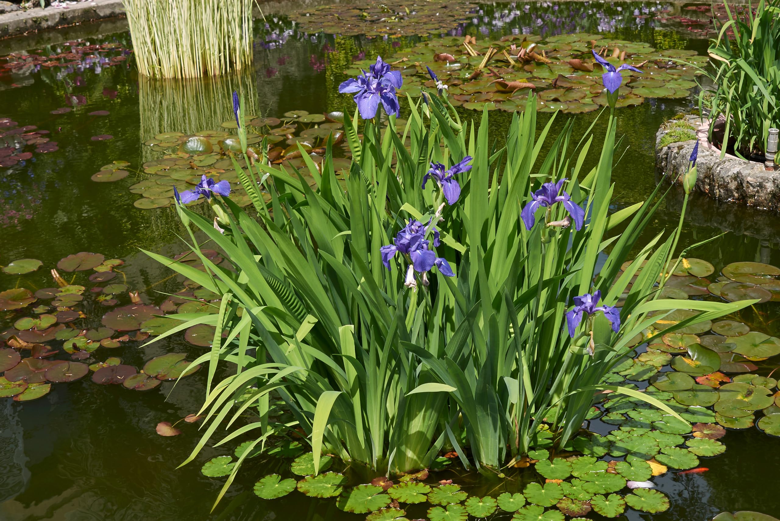 Lincolnshire Pond Plants Ltd - Iris laevigata - Marginal Pond Plants - MP127-3 / 3Ltr