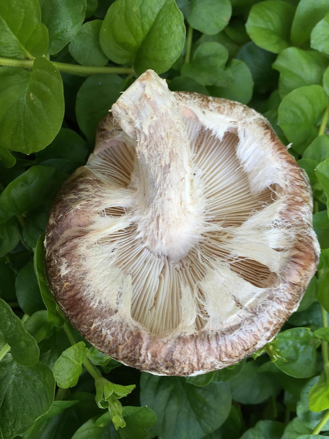 18" Mushroom Log DIY Shiitake Mushrooms Ready to Grow Your Own