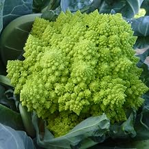 PREMIER SEEDS DIRECT - Italian Cauliflower - ROMANESCO OTTOBRINO - 4.5 Grams