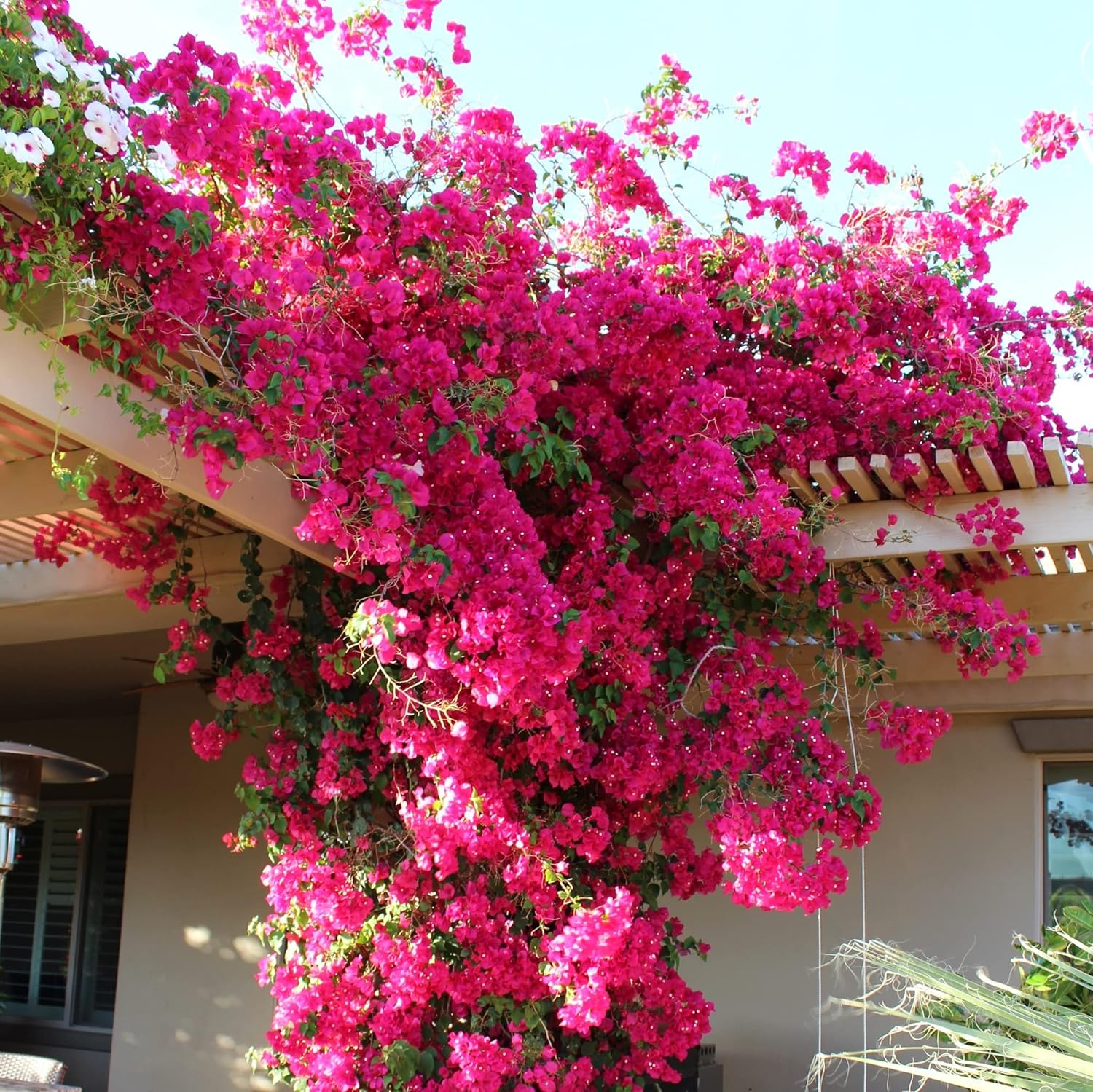 CHUXAY GARDEN Pink BougainvilleaSouth American Jasmine 100 Seeds