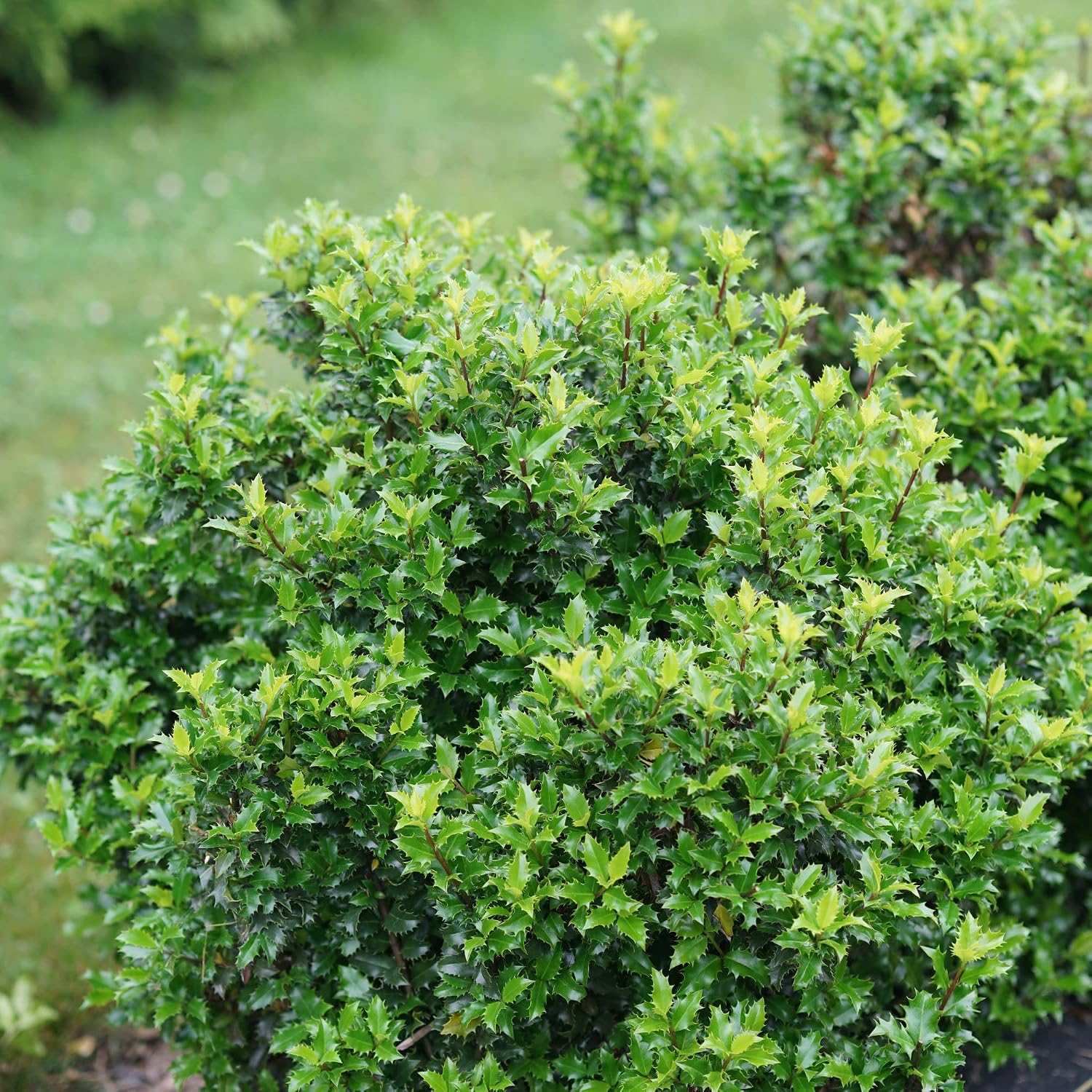 Proven Winners Castle Keep Blue Holly (Ilex x meserveae) Live Plant, 4.5" Qt, 4 Pack