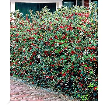BALDUR Garten Ilex Hedge 'Heckenfee' Plants in 9 x 9 cm Pot Ilex Meserveae Hardy Low Water Requirement Privacy Screen Suitable for Site in the Shade Flowering