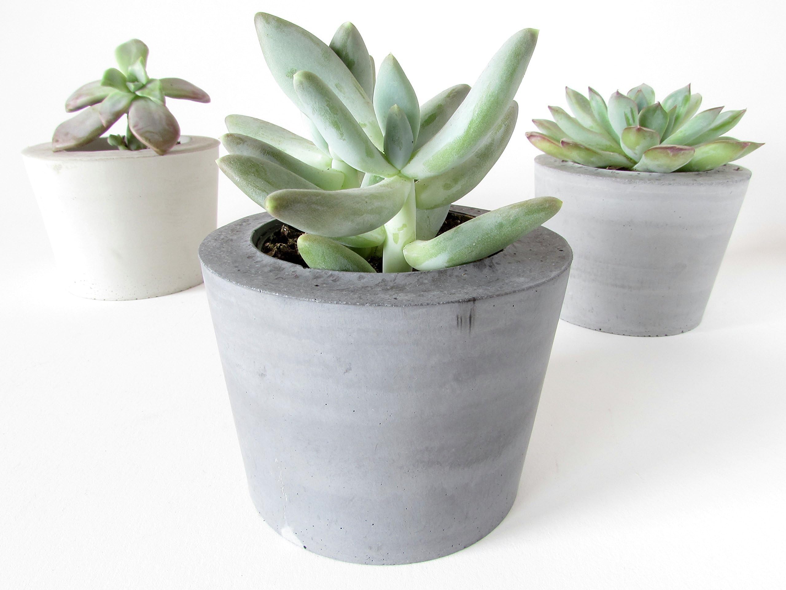 Concrete succulent planter