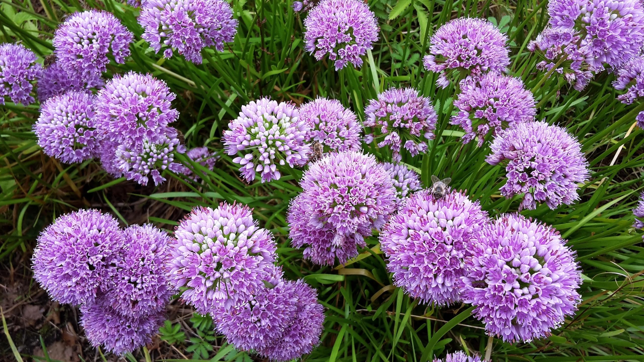 Stauden Gänge 5 x Allium 'Millenium' Zierlauch winterhart | Zierlauch 'Millenium' – winterharte Staude & Bienenweide mit Blütenkugeln, mehrjährig, 1 L Topf (11x11 cm)