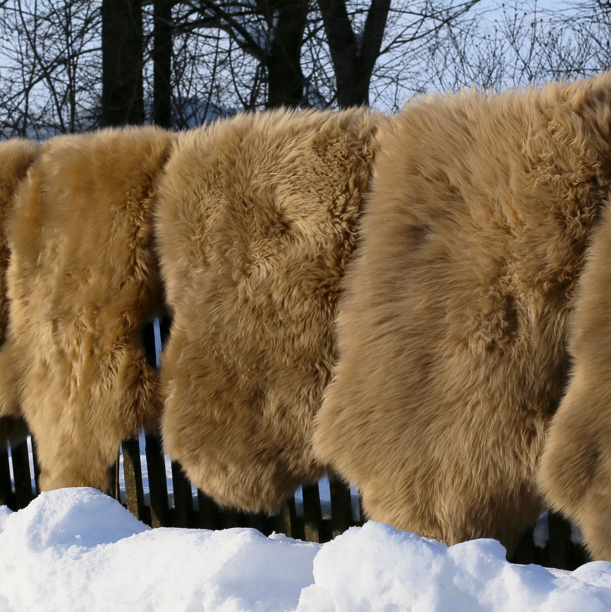 Hollert Lammfell Läufer Aus Merino-Schaffell – Echtfell, 90-100 Cm, Cappuccino-Farbe, Für Boden & Sitzbank