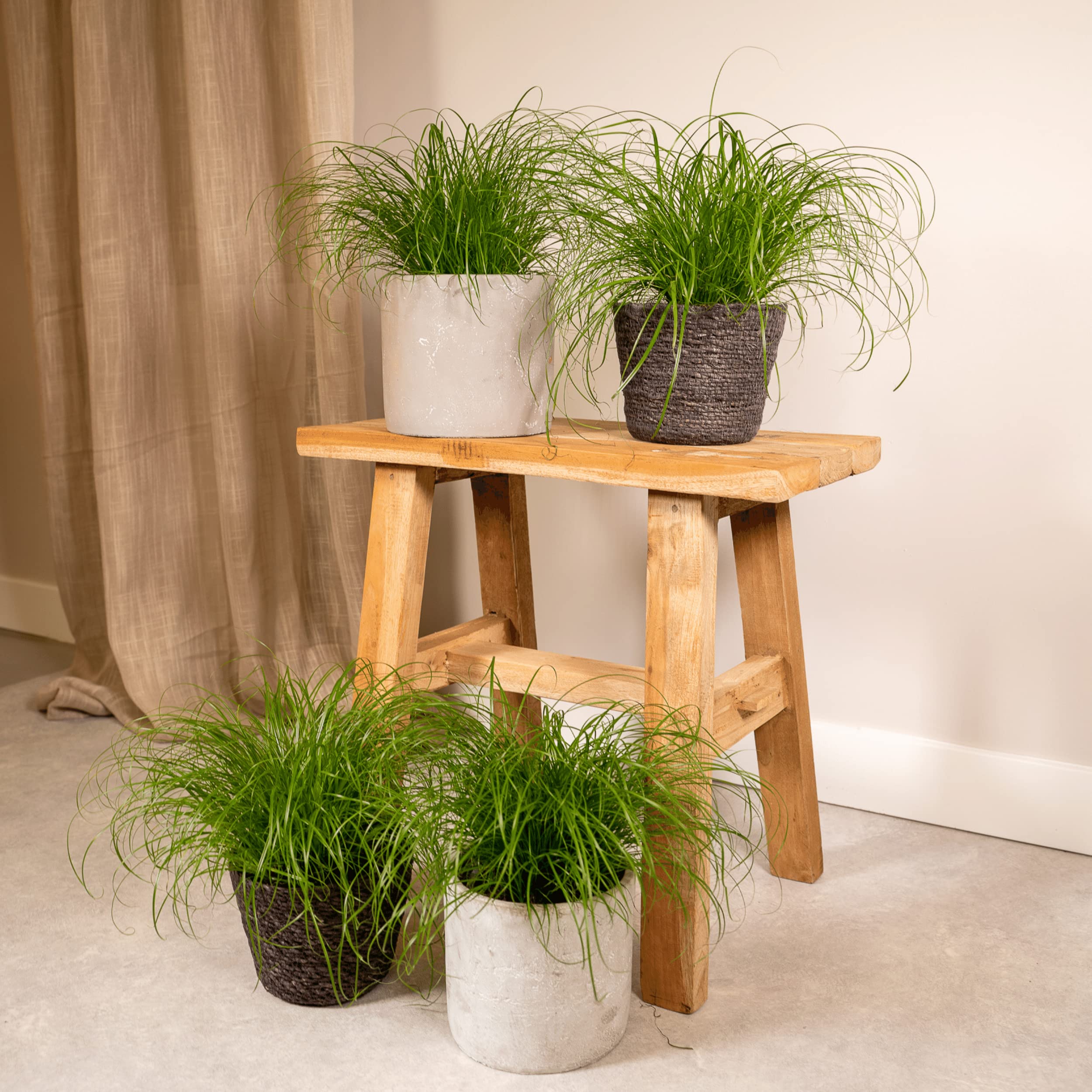 Cyperus alternifolius - Herbe à chat | 4 pièces - 20cm - Ø12cm - Plante d'intérieur - Vert persistant - Multideal