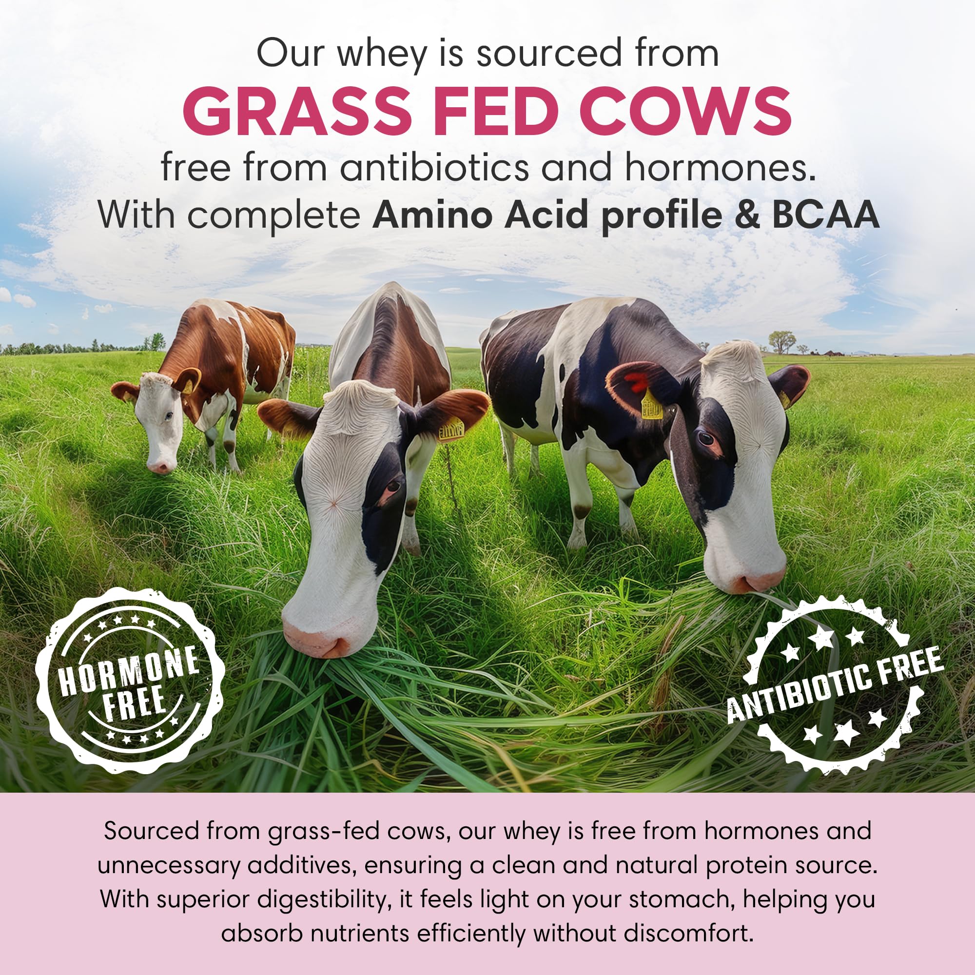 Foodstrong Whey Protein Powder (Concentrate + Isolate), 100% Hormone Free Grass-Fed Whey, 26G Protein & 6.6G BCAA, Strawberry, With Turmeric & Digestive Enzymes, (15 Sachets), 525G
