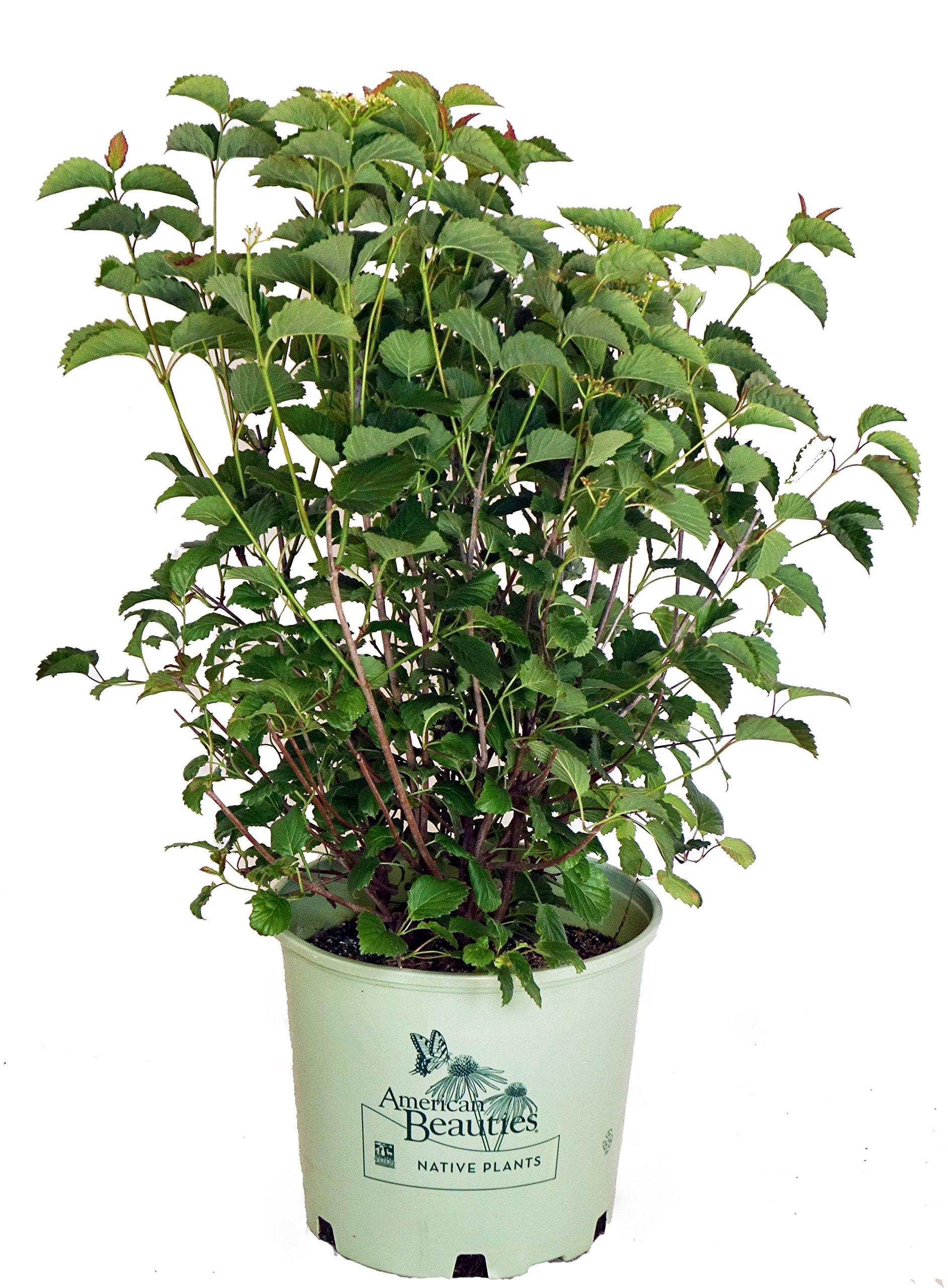 American Beauties Native Plants Viburnum dentatum Blue Blaze