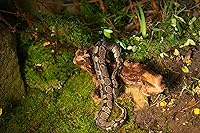 Vista 3 de Galápagos (05248) Hojas de musgo real, 8 cuartos de galón, natural, verde