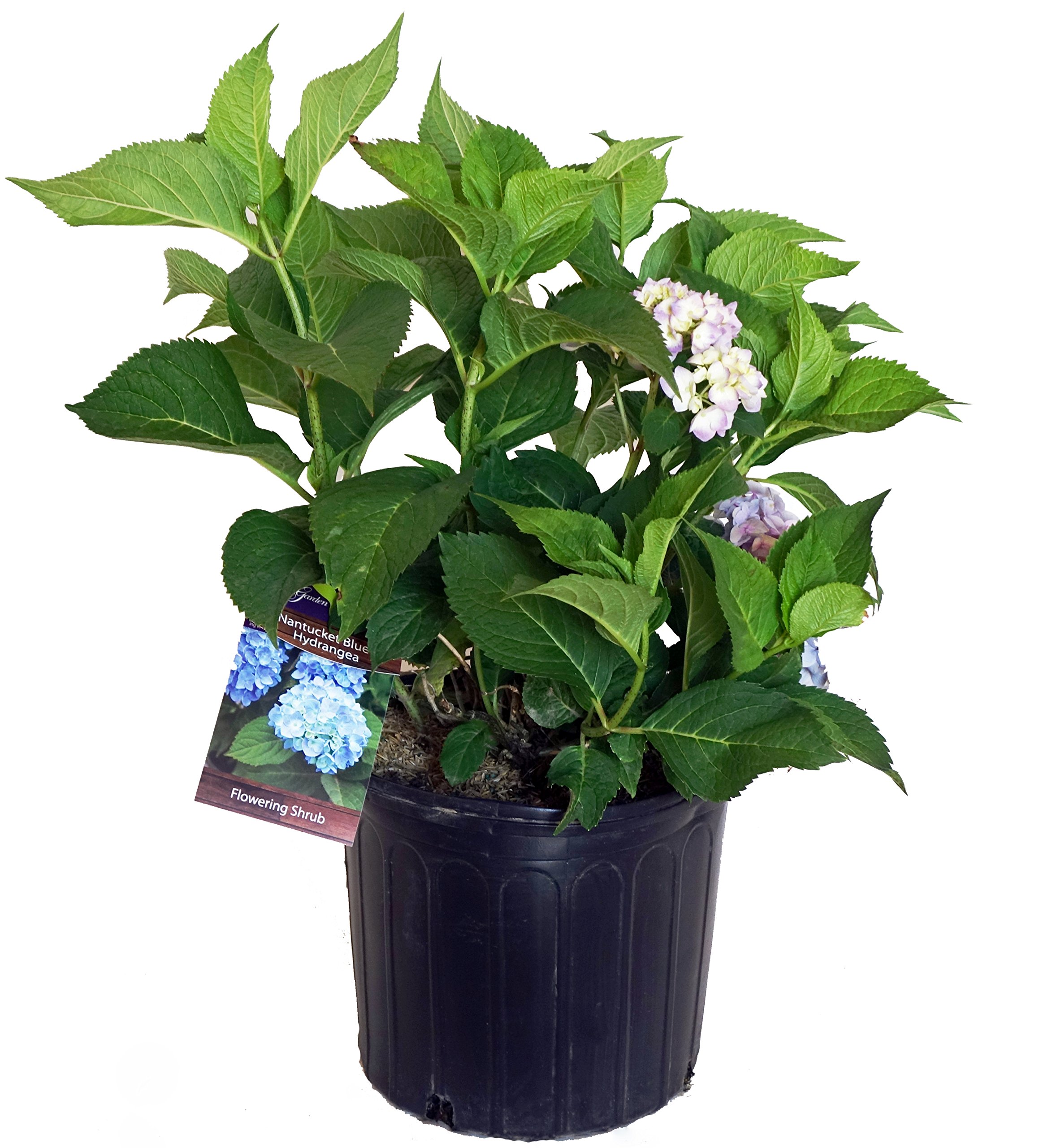 Hydrangea mac. Nantucket Blue (Reblooming Hydrangea) Shrub, RB pink or blue, #3 - Size Container