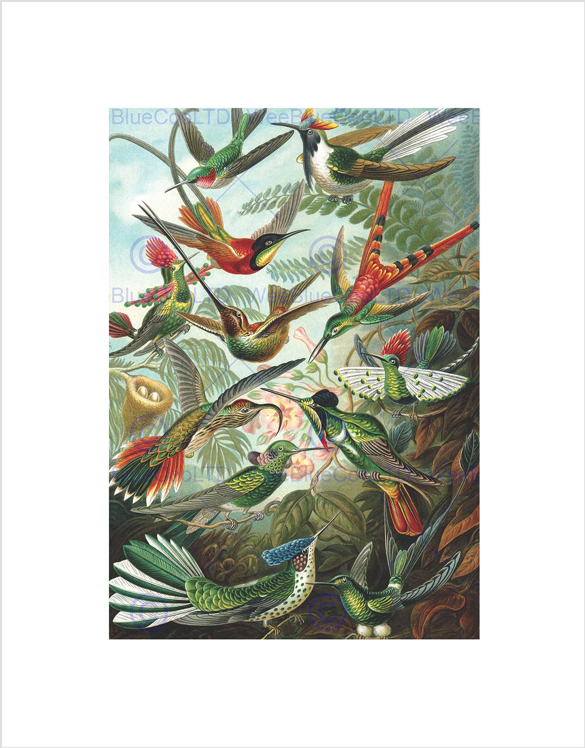 Wee Blue Coo NATURE BIOLOGY BIRD HUMMING ERNST HAECKEL GERMANY VINTAGE ART PRINT B12X2835