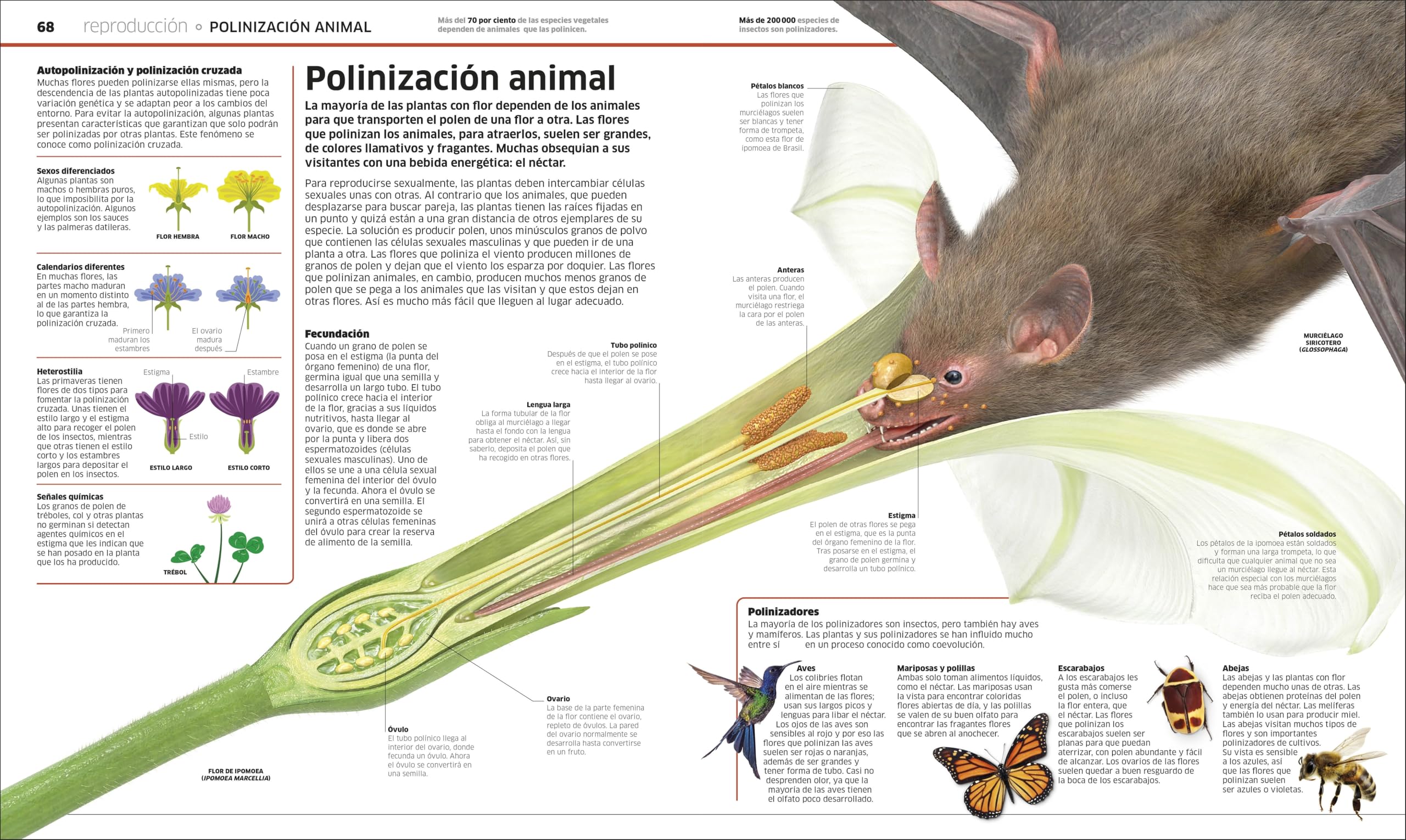 Plantas y hongos (Mundo 3D): El reino vegetal como nunca antes lo habías visto (Enciclopedia visual juvenil)