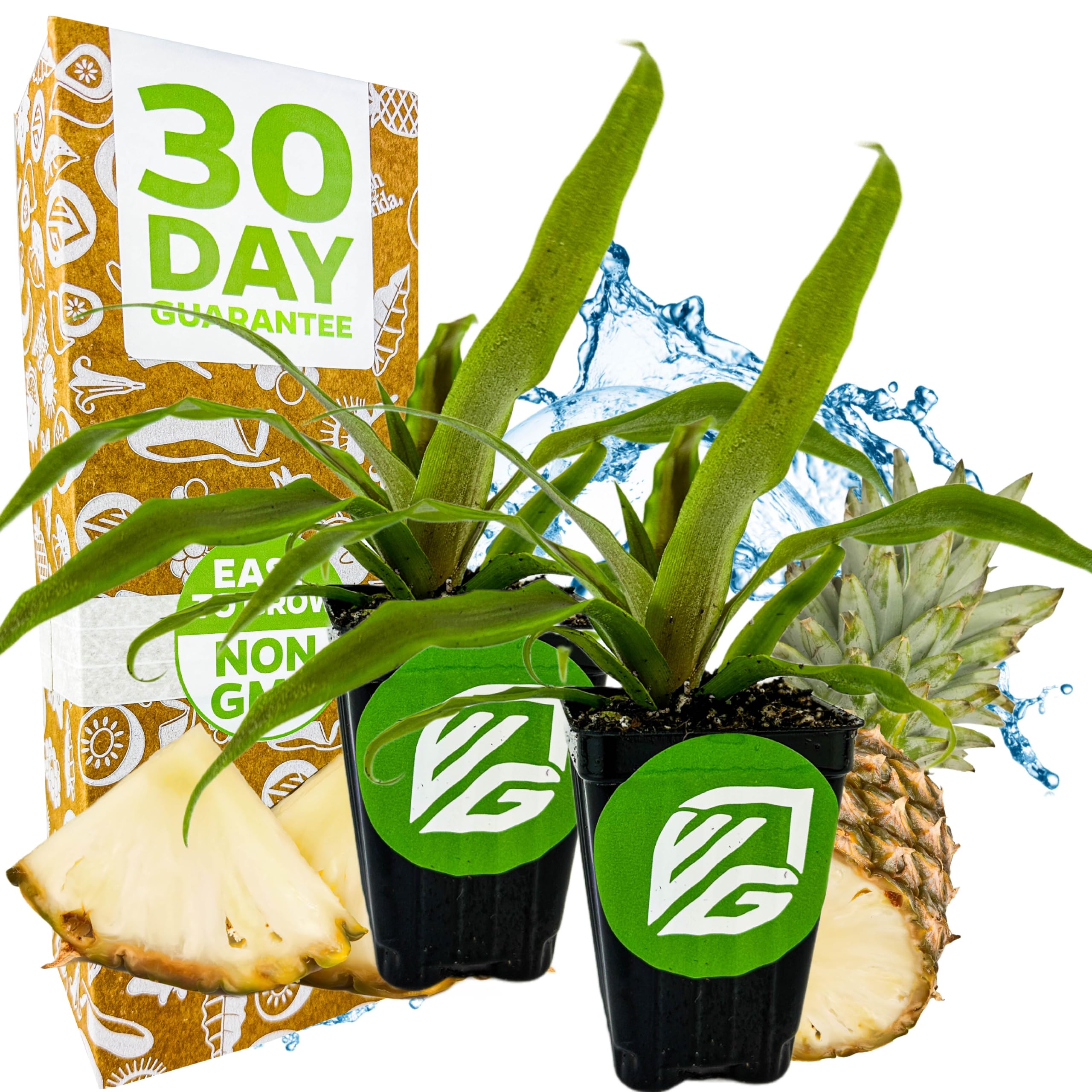 Sugarloaf Pineapple Plant 2-Pack