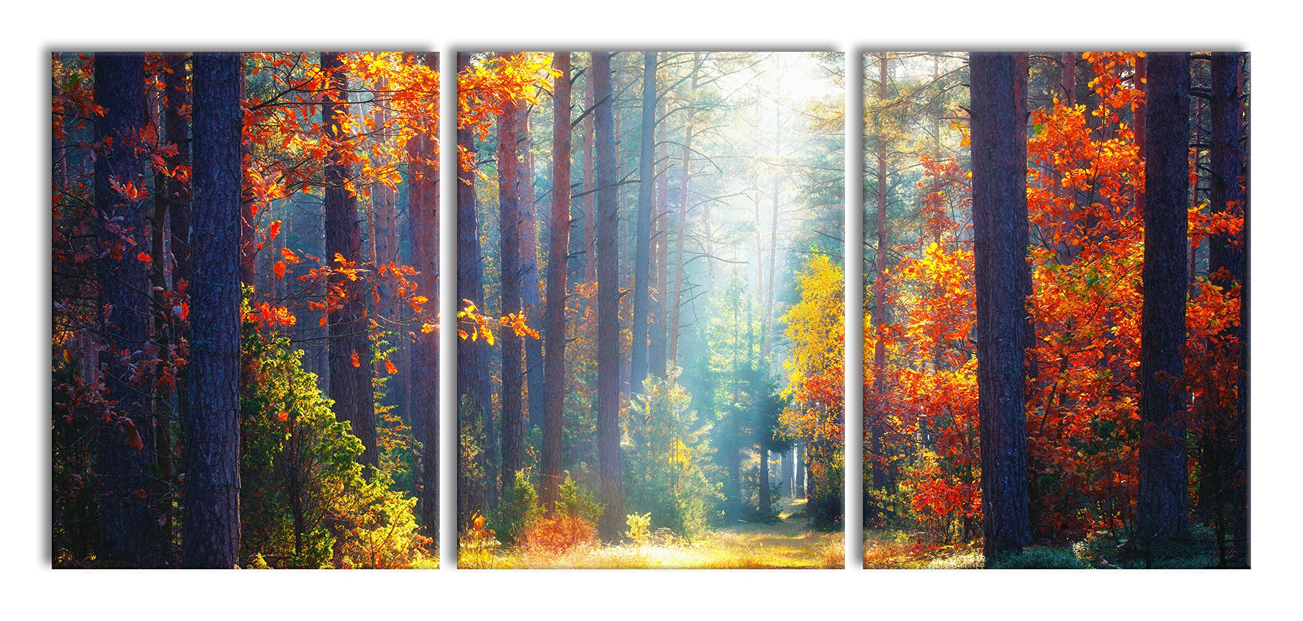 Pixxprint Sonnige Lichtung im Herbstwald, XXL Leinwandbild in Übergröße 180x80m Gesamtmaß 3 teilig, Wandbild, Kunstdruck