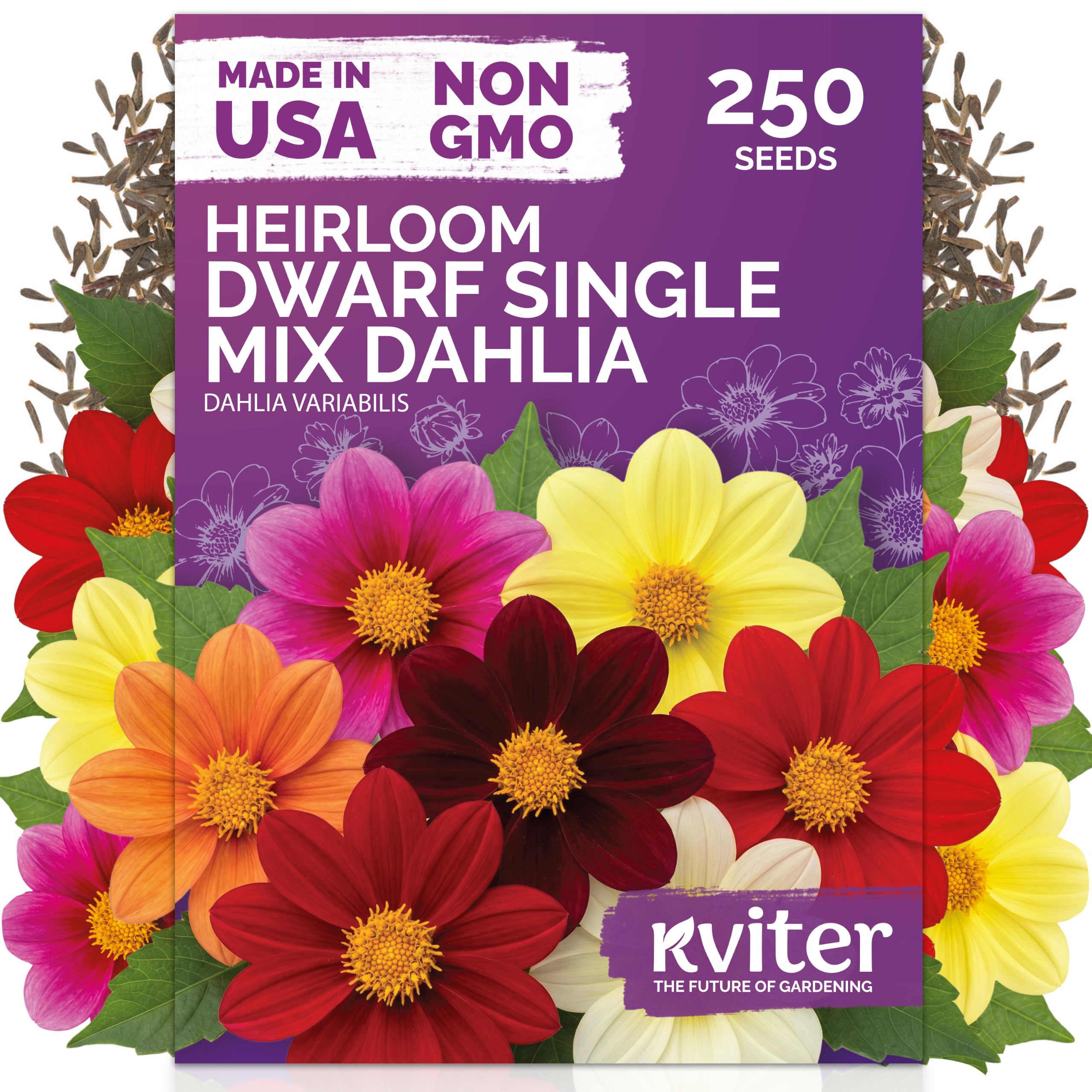 250 Dwarf Single Mix Dahlia Heirloom Flower Seeds, Dahlia Variabilis