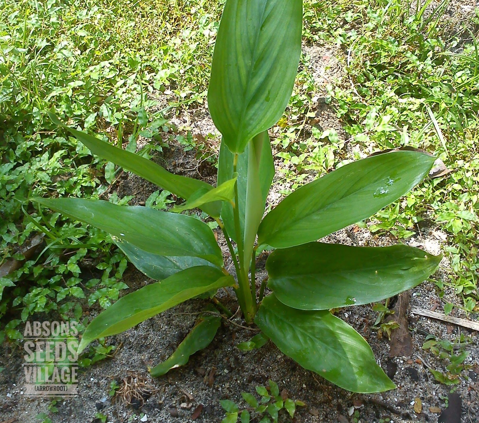 ARROWROOT BULBS Maranta arundinacea arrowroot maranta West Indian arrowroot obedience plant Bermuda arrowroot Rhizomes bulbs Root for commercial Cultivation Growing Heirloom from Kerala (1Kg.HAND PICKED HEALTHY GROWABLE BULBS/ RHIZOMES WILL BE SHIPPE (B07B9F62QG) Amazon Price History, Amazon Price Tracker