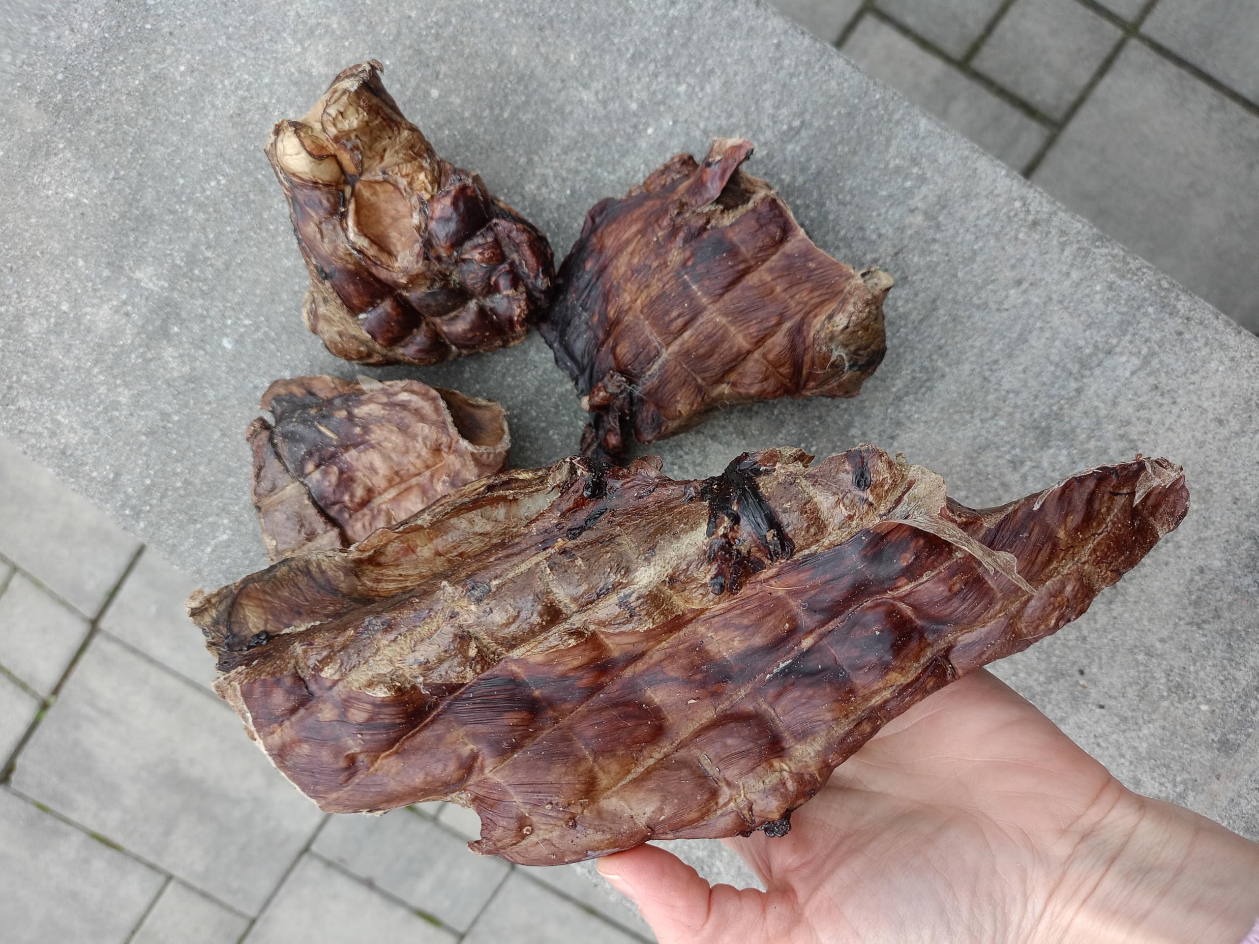 Lobe de Cheval séchée pour Chiens – 1 kg – Friandises hypoallergéniques pour Chien – Article à mâcher pour Chien – Viande déshydratée pour Chiens – Temps de Mastication – Friandises pour Chien