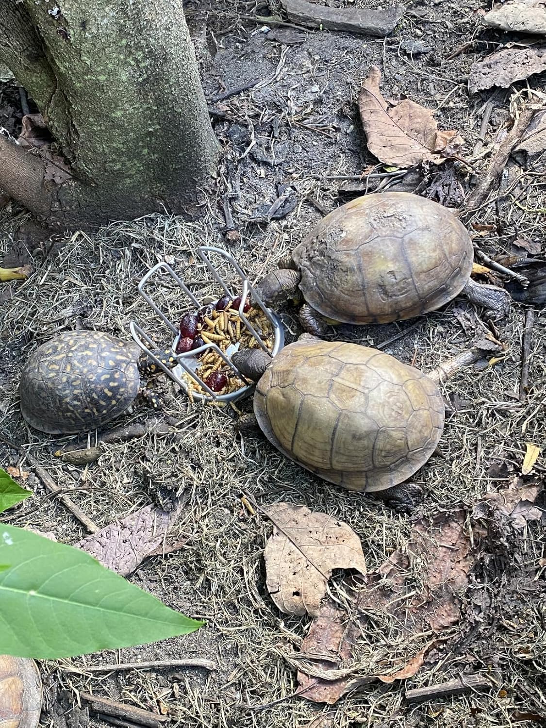 Tortoise Feeding Bowl, Stainless Steel Anti-Climb Reptile Food Dish, No-Mess Feeder for Tortoises, Box Turtles，Works to Keep Food in Place