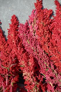 100 RED Head Quinoa Grain Chenopodium Quinoa Pink & Red Heads - White Seeds