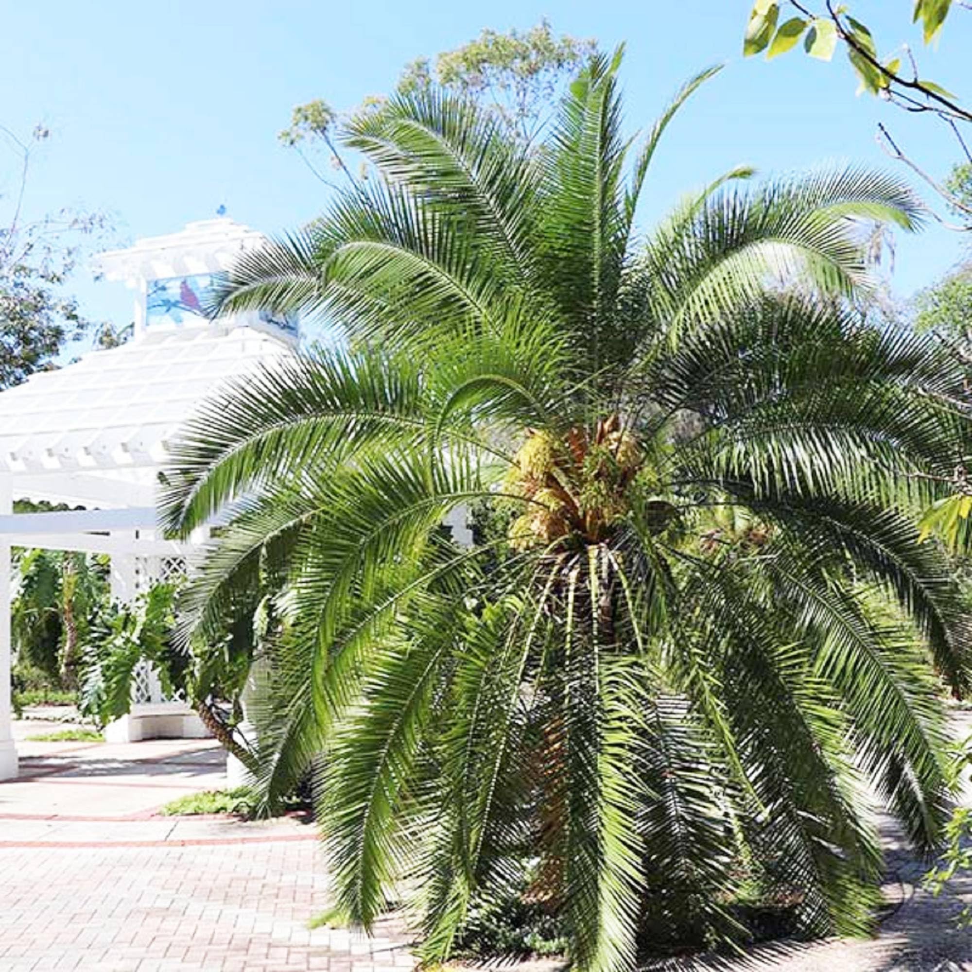 CHUXAY GARDENDwarf Pygmy Date Palm Tree Seed 10 Seeds Phoenix Roebelenii Evergreen Tree Popular Among Landscapers Exotic Charm Garden Edging Border Great for Balcony Garden Yard