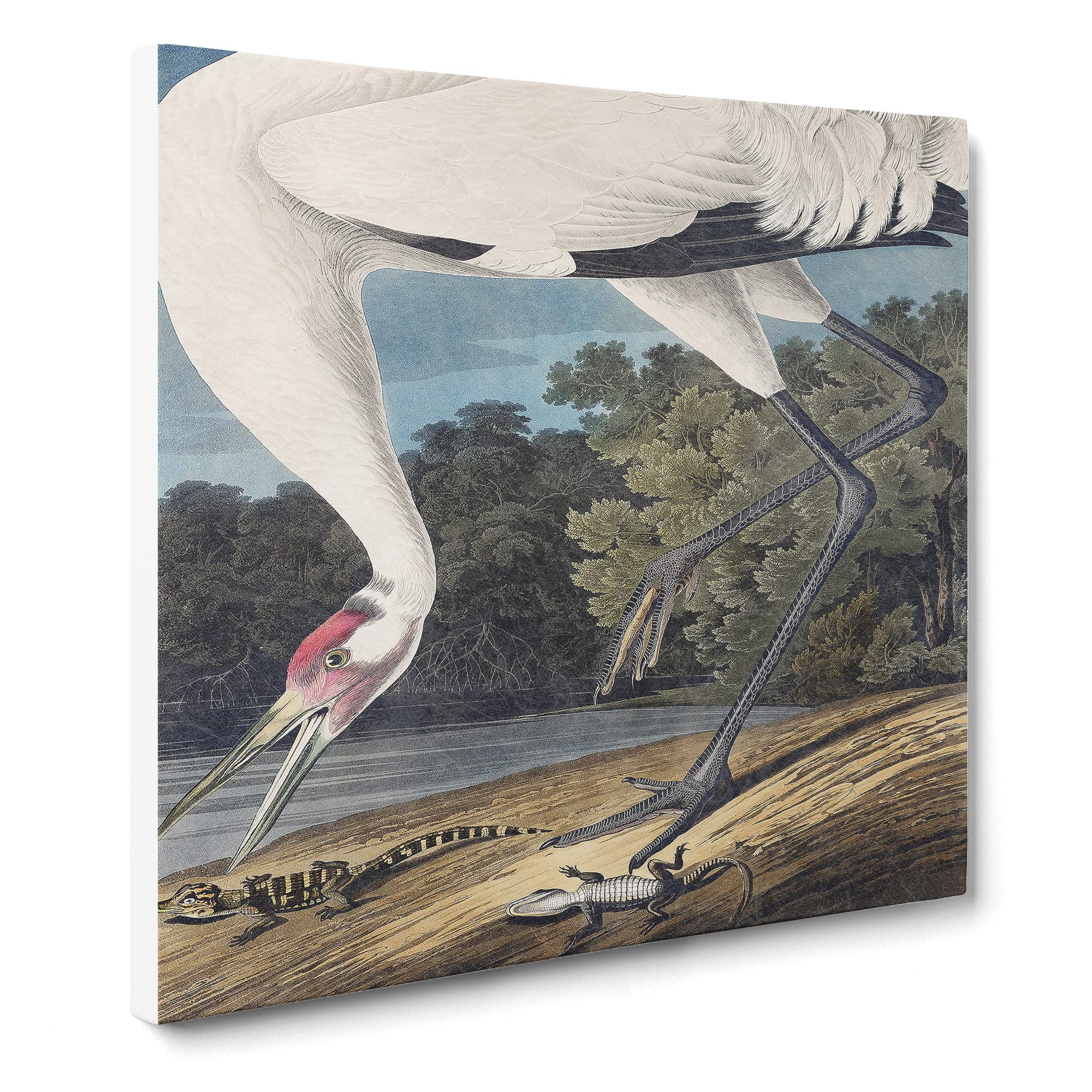 Hooping Crane Bird by John James Audubon Canvas Print, Mixed, 35L x 35W cm