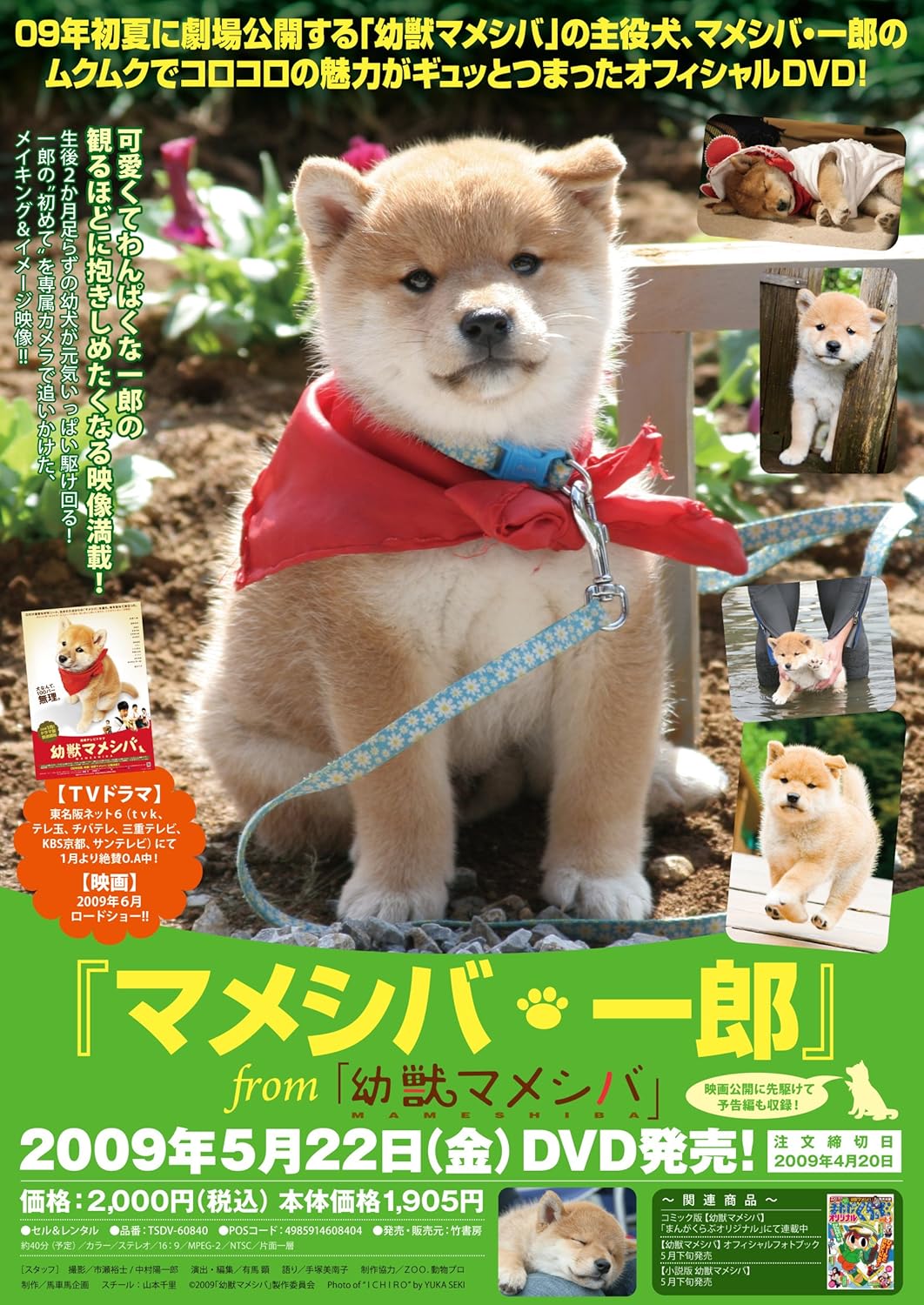 Amazon マメシバ 一郎 From 幼獣マメシバ Dvd 映画