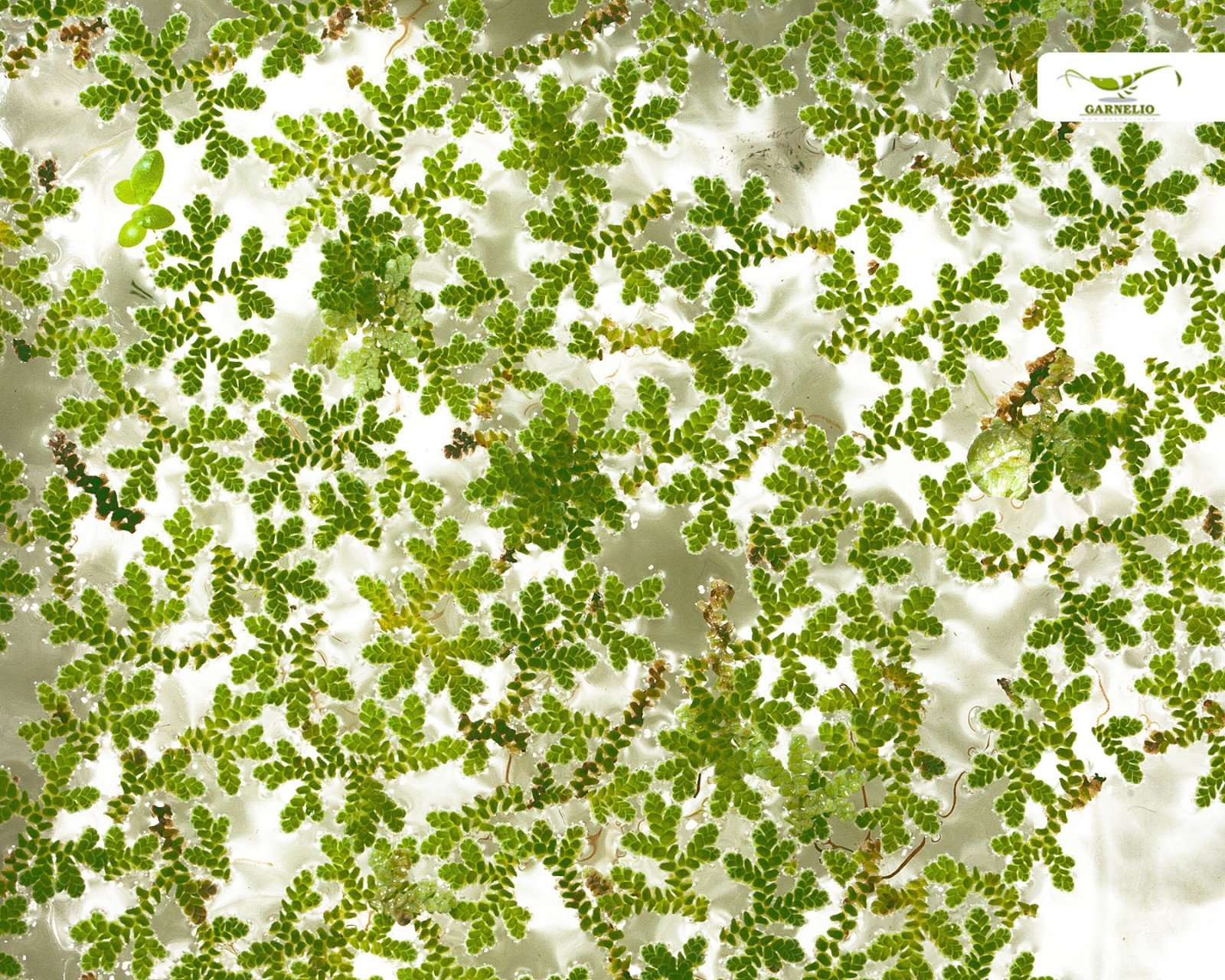 Plante flottante pour bassins et aquariums rustiques - Azolla filiculoides - Garnelio Portion