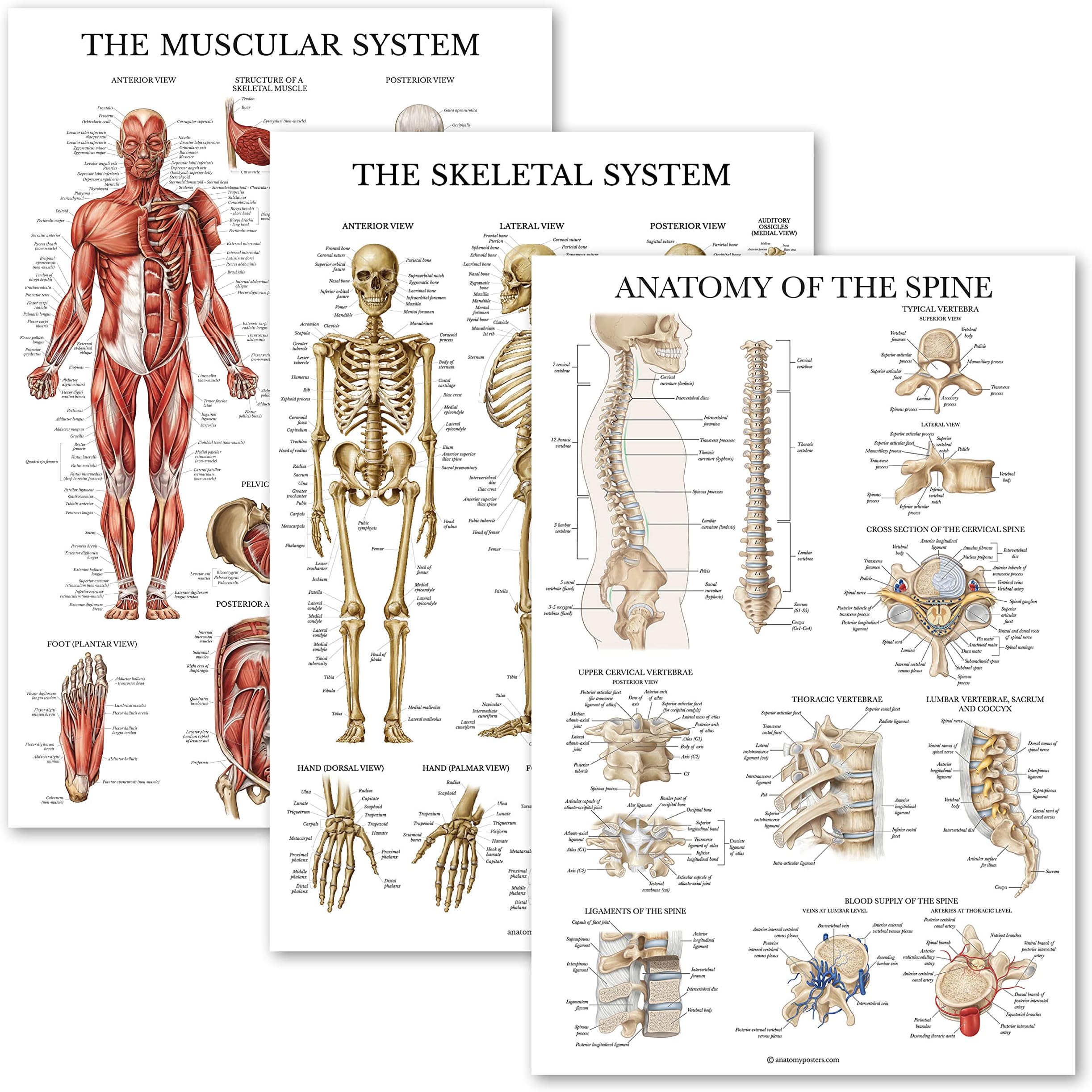 Palace Learning 3 Pack: Muscular System + Skeletal System + Anatomy of the Spine Poster Set - Set of 3 Anatomical Charts - Laminated - 18" x 27"