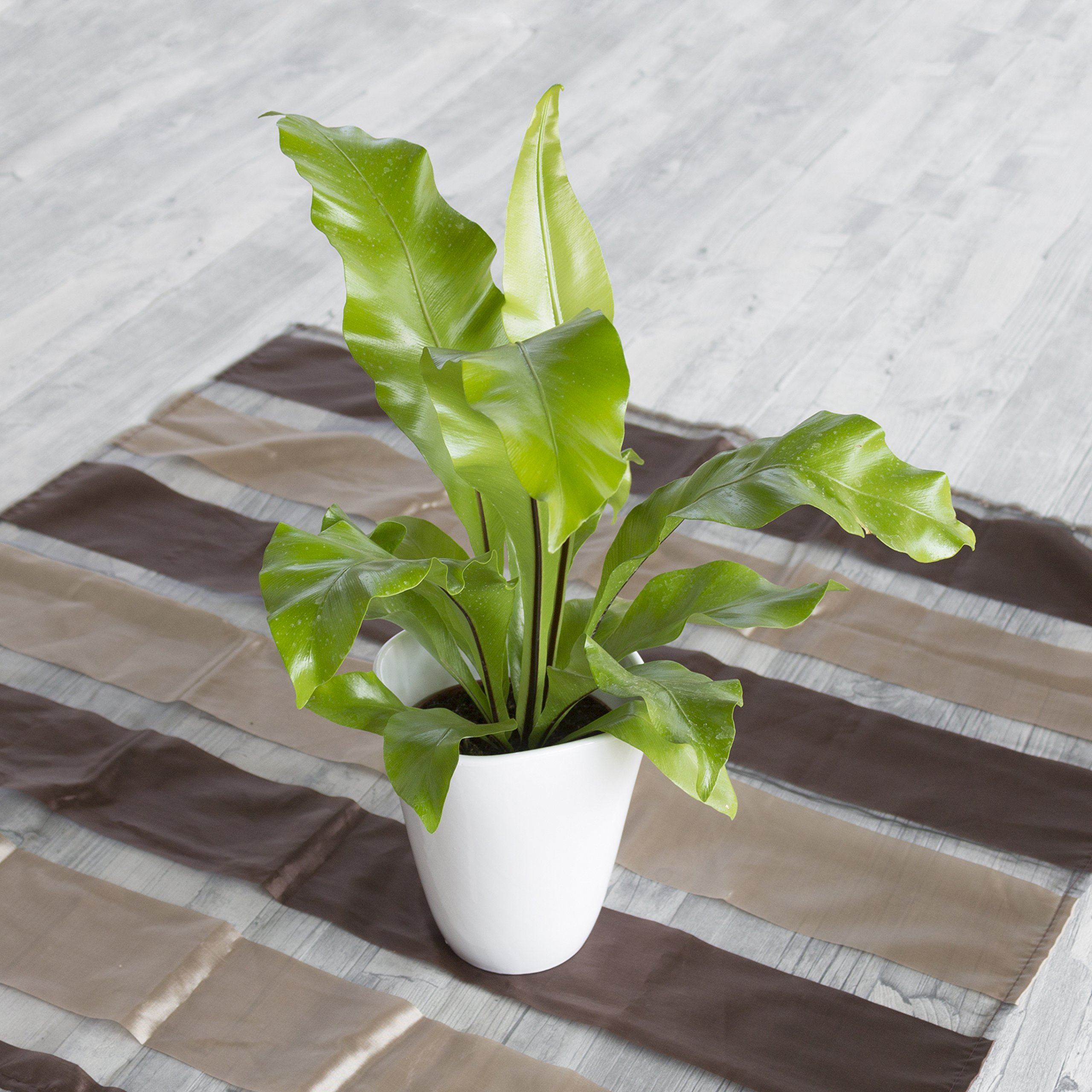 Dominik Blumen und Pflanzen, Zimmerpflanzen Nestfarn "Asplenium nidus", 2 Pflanzen, circa 15 cm hoch, 13 cm Topf und weißem Dekotopf