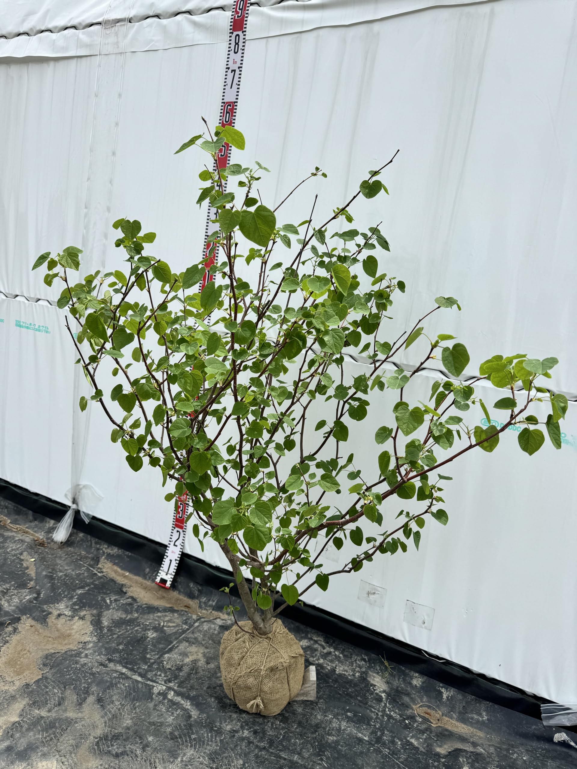 Amazon.co.jp: 『植木/庭木/苗木』マルバノキ/株立ち【現品発送】丸葉