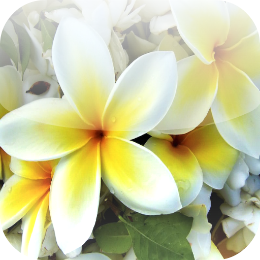 Beautiful Flowers for Android