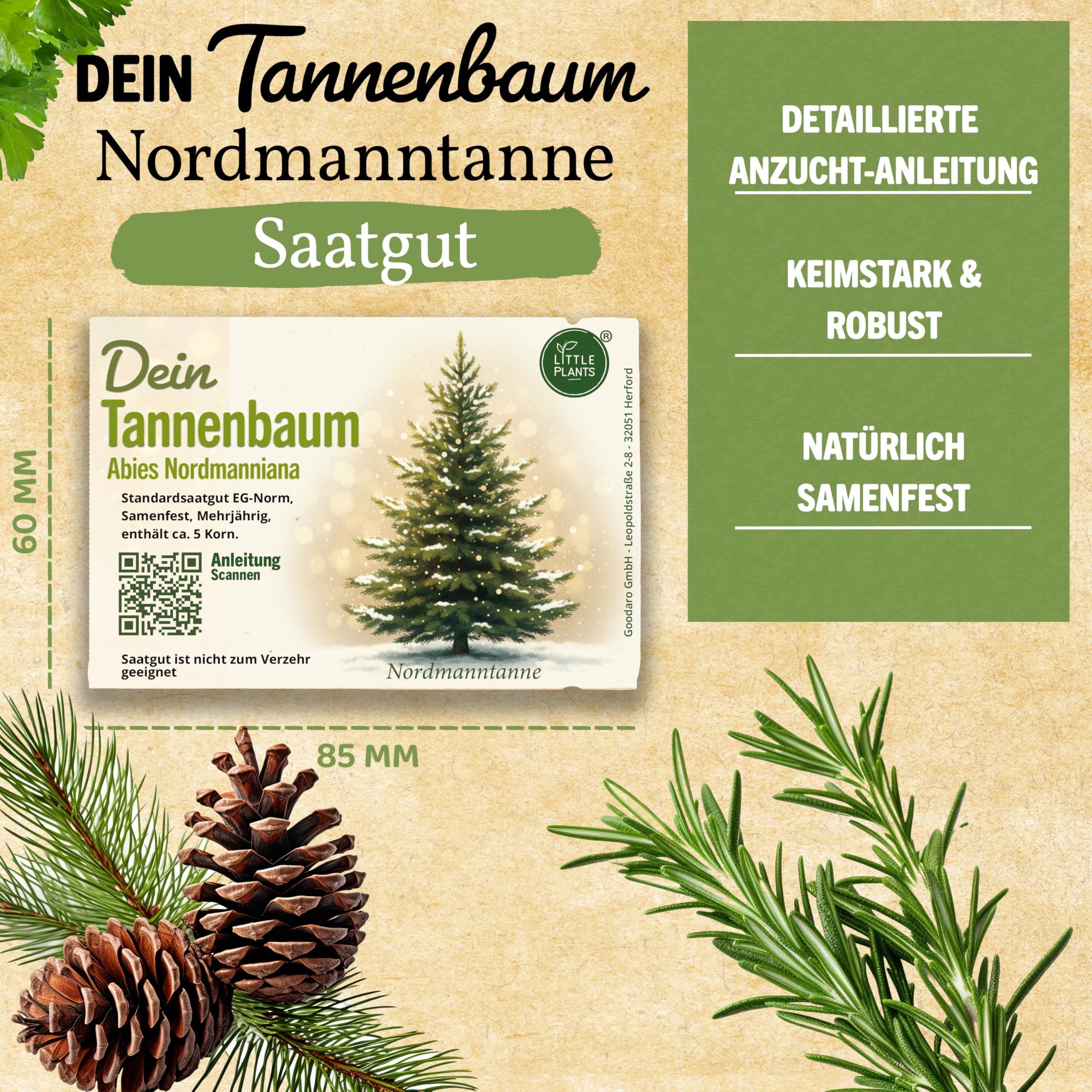 Tannenbaum Samen - Zchte deinen eigenen Weihnachtsbaum Christbaum - 5  Samen Nordmanntanne (Natur) - ideal als Wichtelschenk oder  Adventskalender-Fllung : Amazon.de: Garten