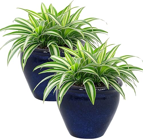 Miniatura 7 de Sunnydaze Chalet Maceta de cerámica para interiores y exteriores, resistente a los rayos UV y a las heladas, acabado esmaltado azul imperial, 9