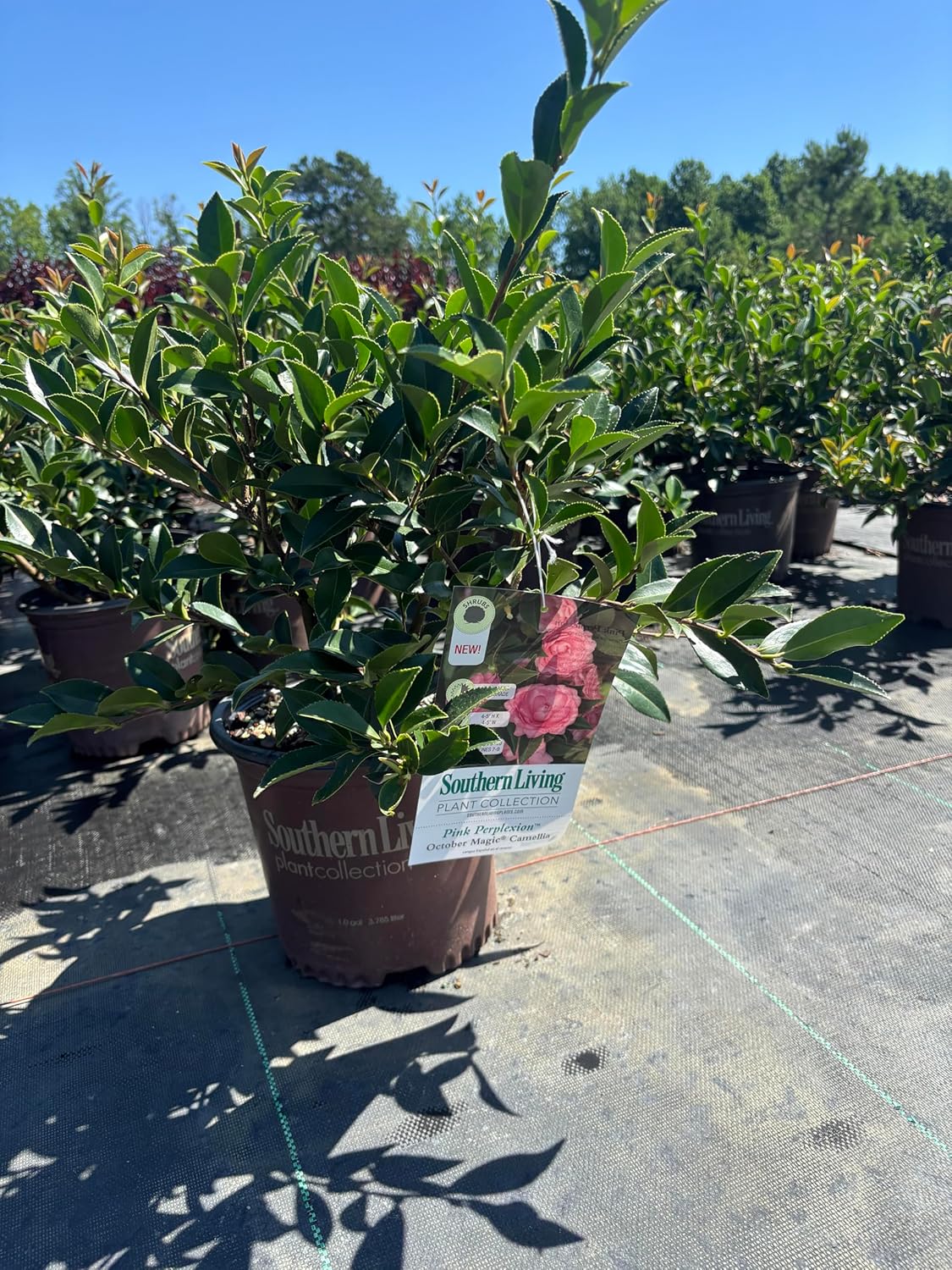 October Magic Pink Perplexion Camellia, 1 Gallon, Pink Double Flowers, 4-5 ft Height and Width, Fall Blooming Shrub