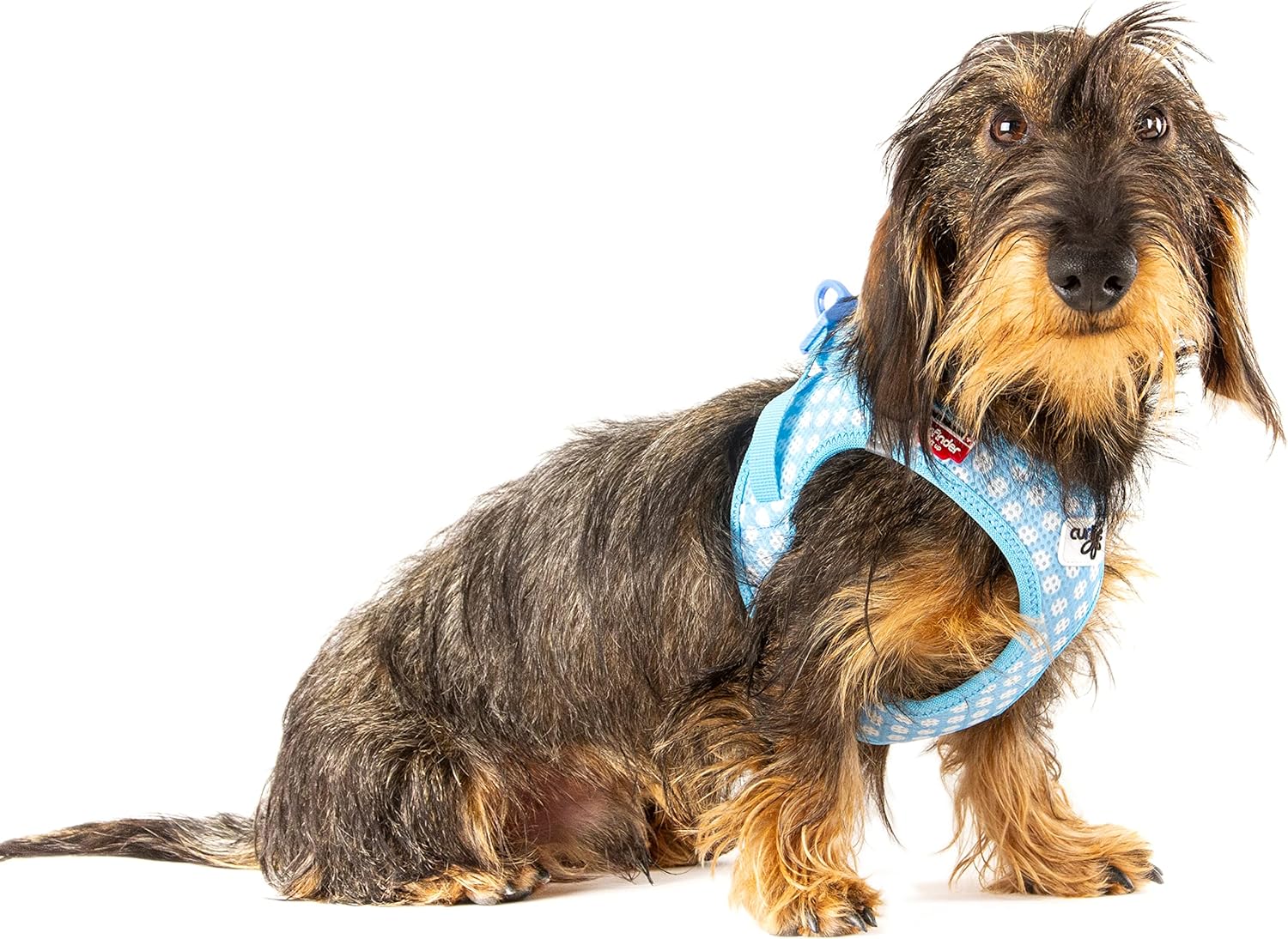Vest Harness curli Clasp Air-Mesh SkyBlue-Circles 3XS & Leash M