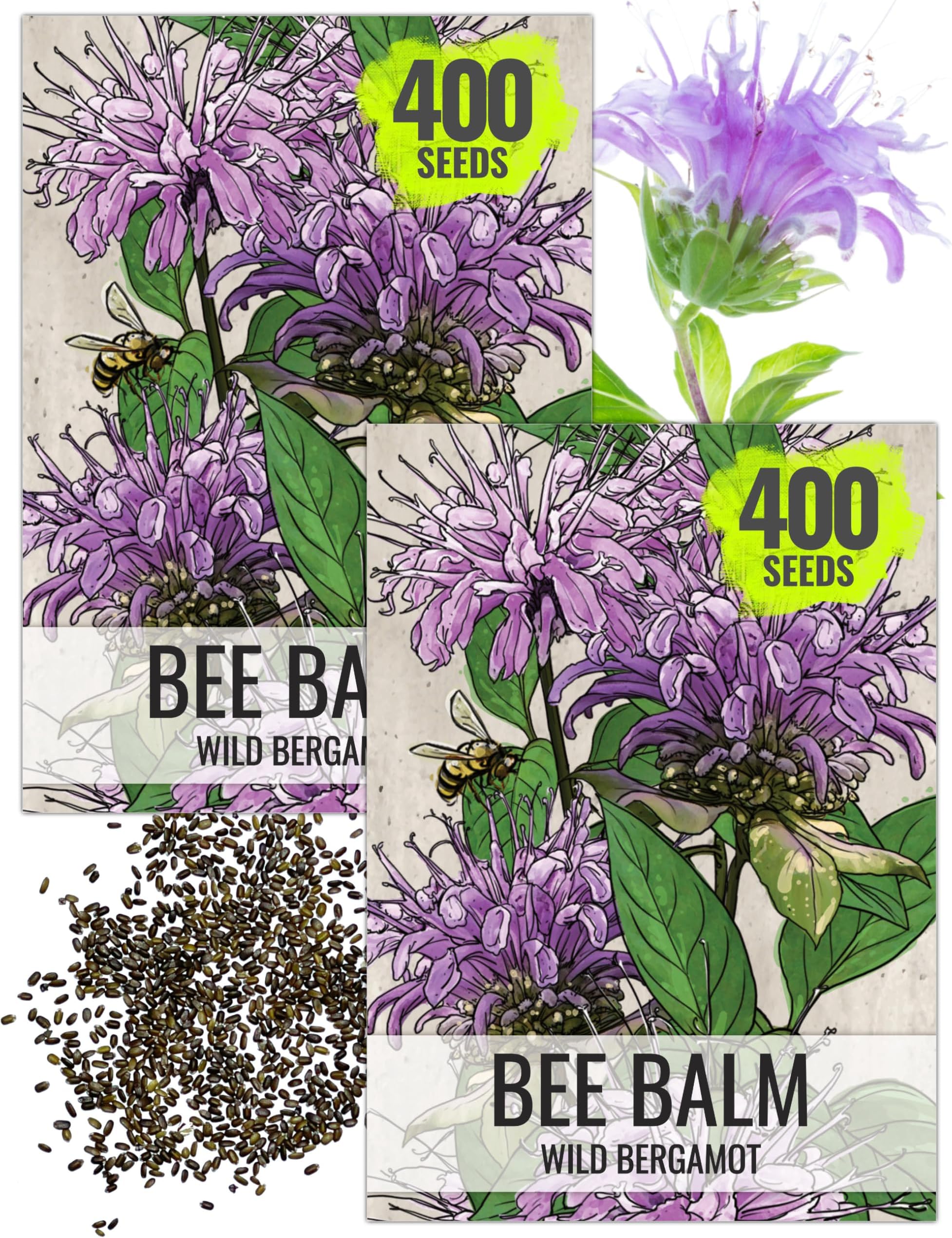 Seed Needs Bee Balm Seeds for Planting Wild Bergamot - Heirloom & Open Pollinated Perennial Flowers to Grow a Butterfly Garden to Attract Bees, Butterflies & Other Pollinators (2 Packs)