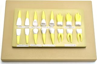 Eisco Labs Human Teeth Anatomical Model  Set of 16  2 Times Life Size  - Compare price