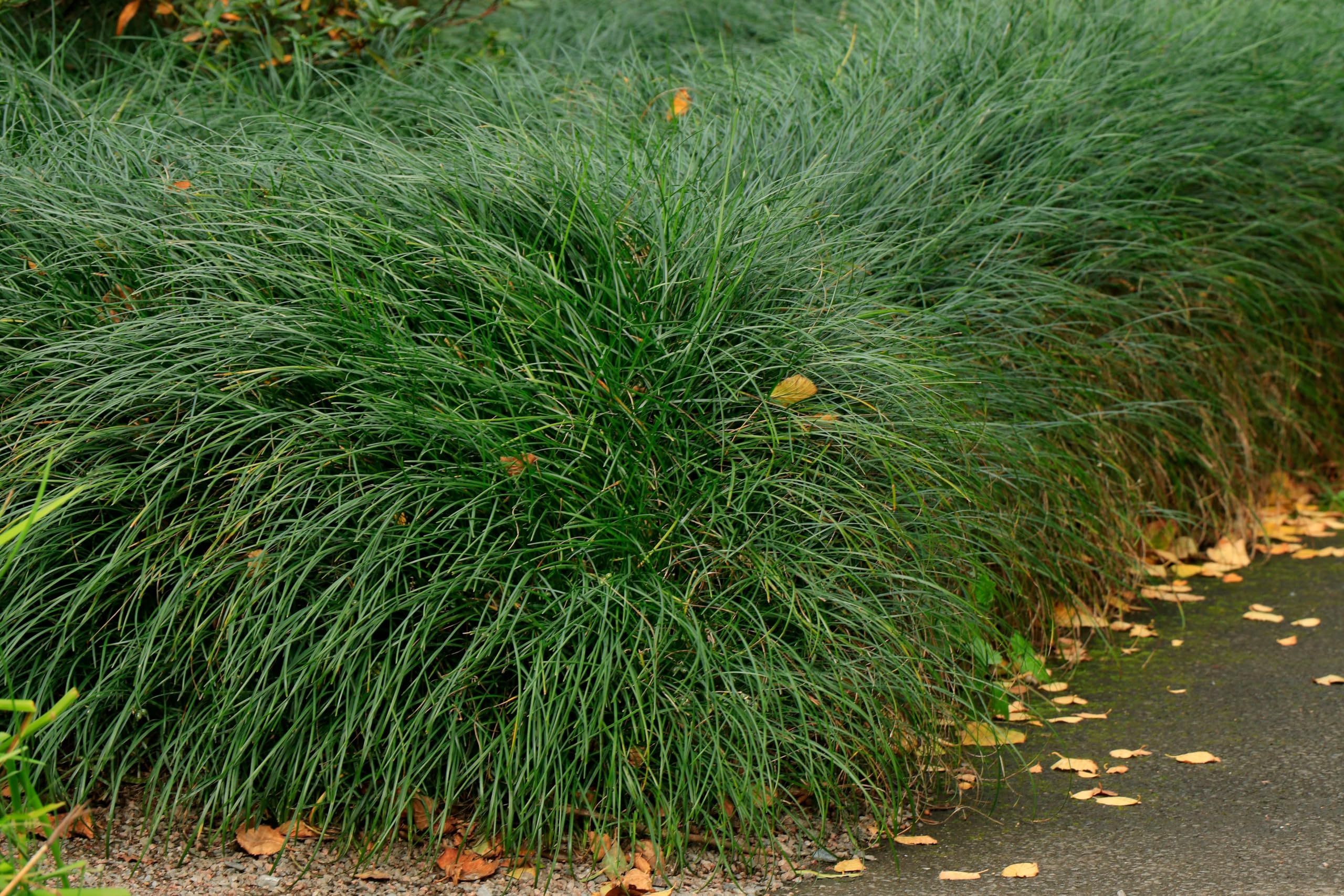 Stauden Gänge 100 x Ophiopogon japonicus 'Sparkler' winterhart