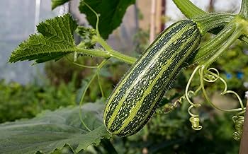 Amazon.com : CEMEHA SEEDS - Seeds Zucchini Courgette Squash