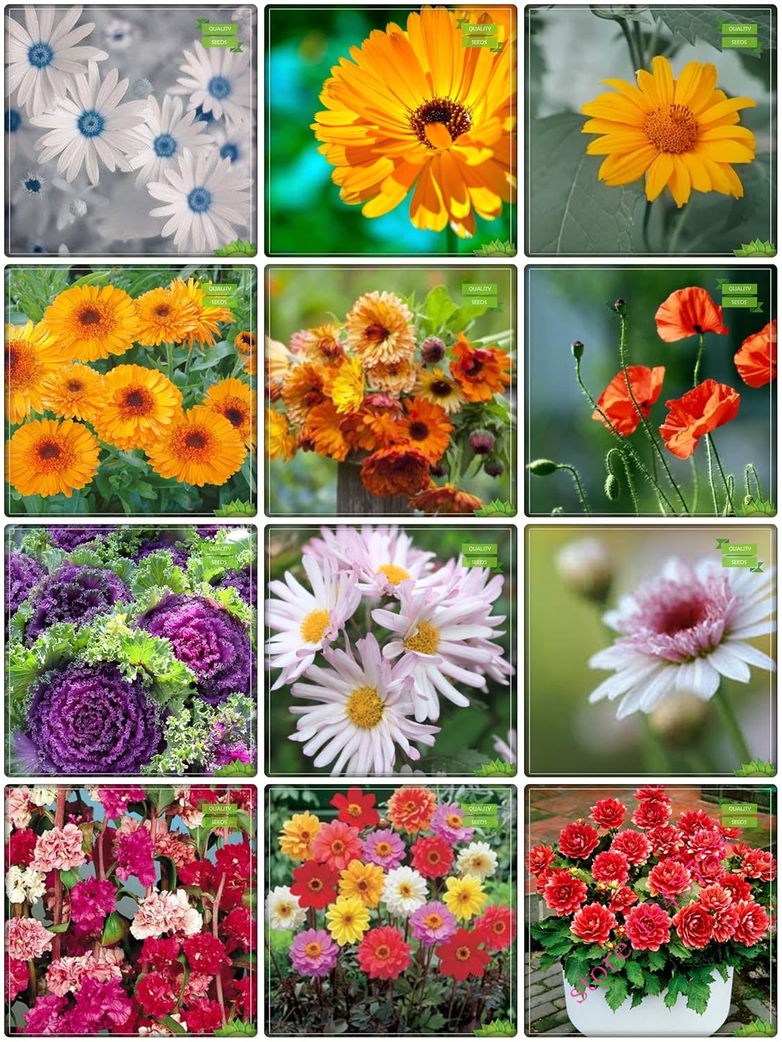 Creative Farmer Plant Seeds Combo Flower Seeds Calendula Yellow, Calendula Orange, Calendula