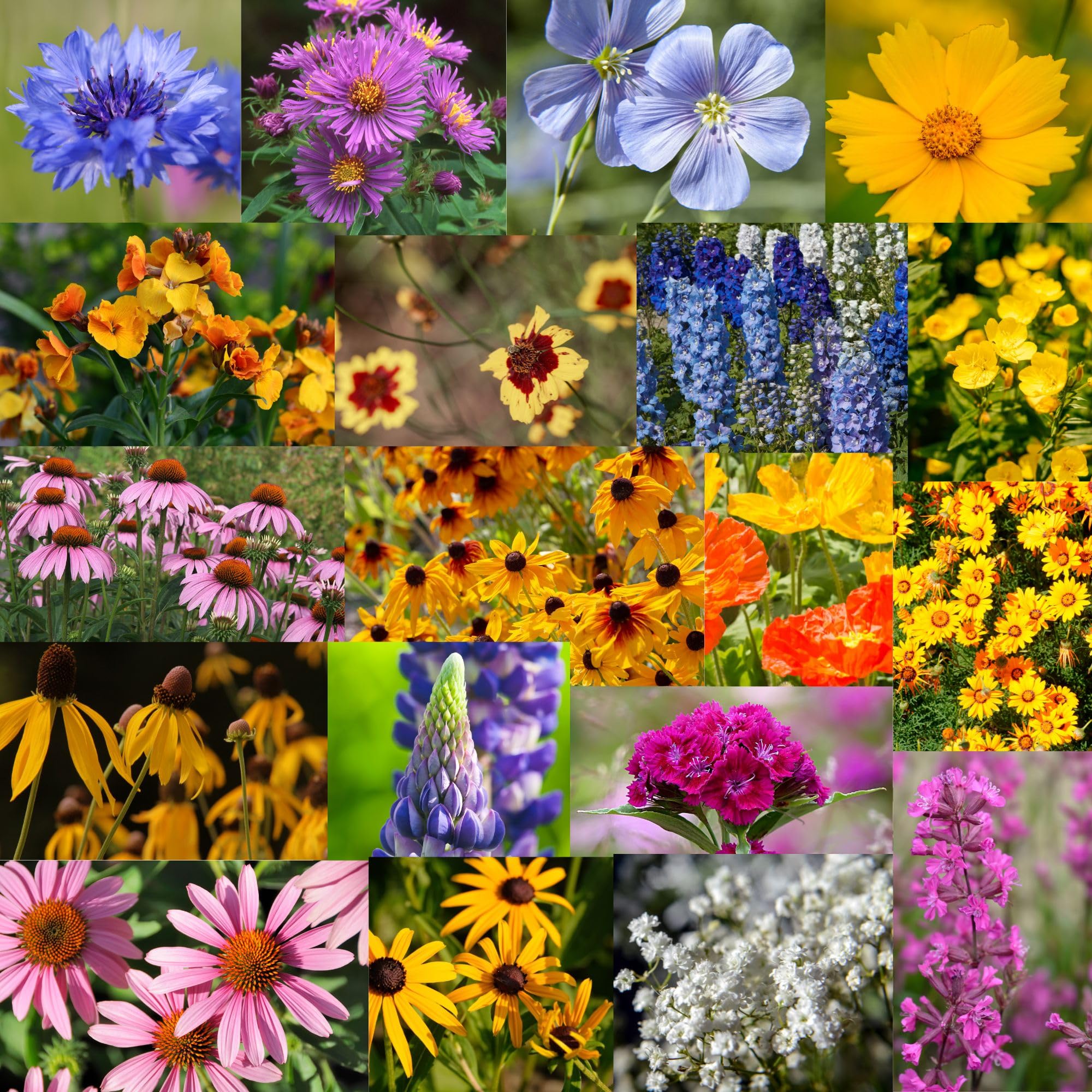 Mountain Valley Seed Co Wildflower Seed Bulk - Midwestern Wildflower Mix | 1 lb. 640,000+ Prairie Wildflowers - Annual & Perennial Flower Seeds -