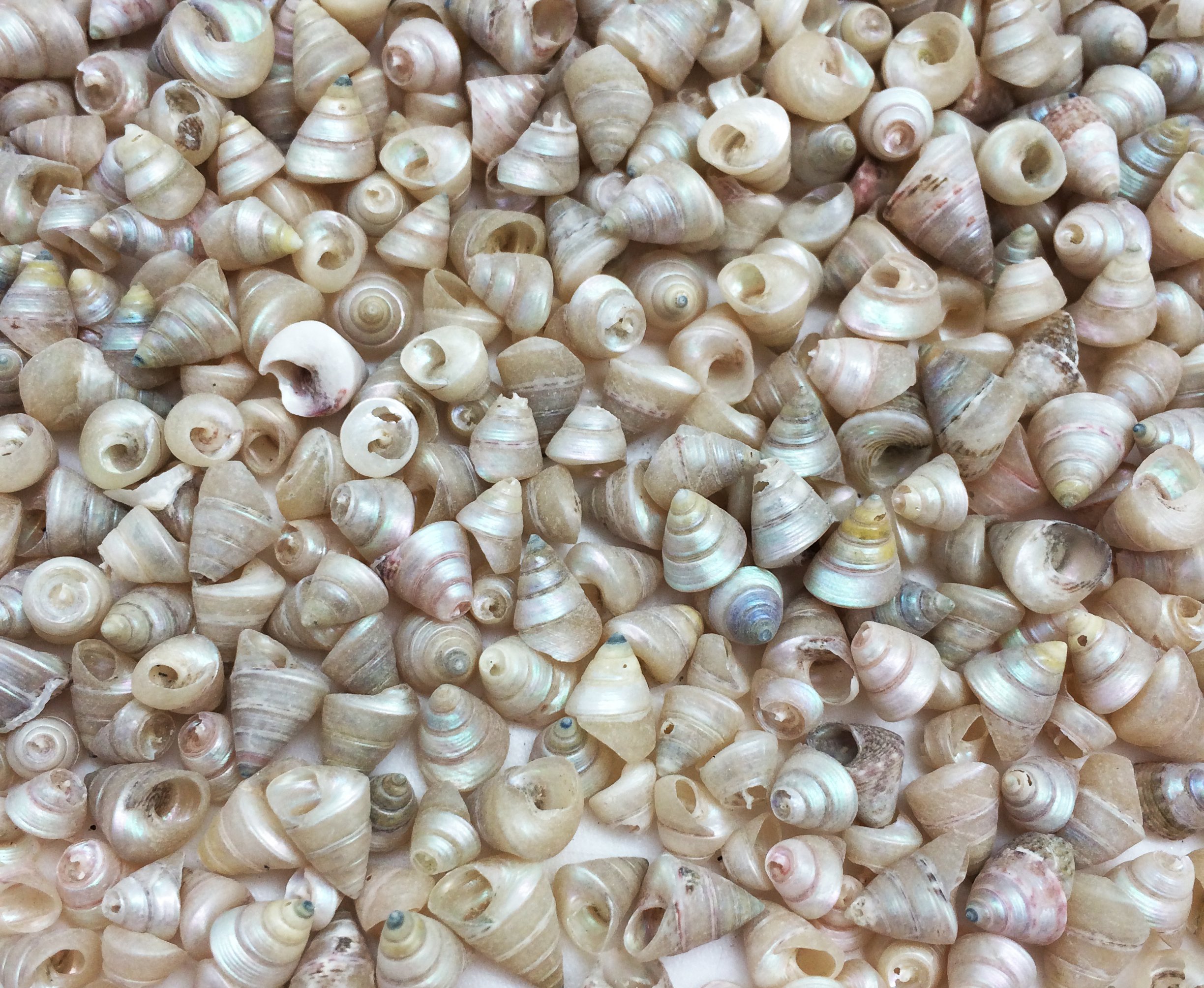 PEPPERLONELYTrochus Tiny Sea Shells, 6 OZ Apprx 1/4 Inch