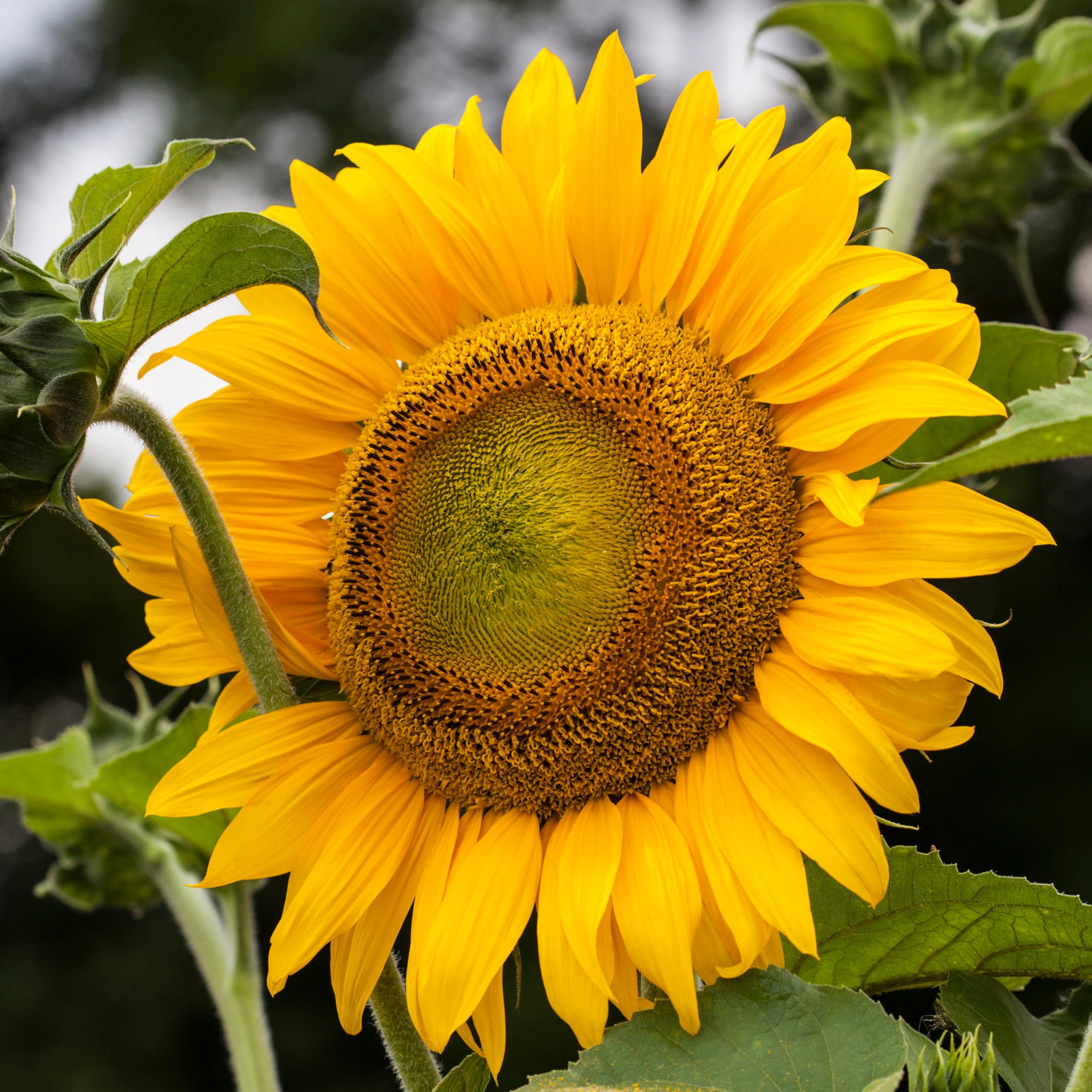 Amazon.com : Seed Needs Sunflower Seeds to Plant Mammoth Grey