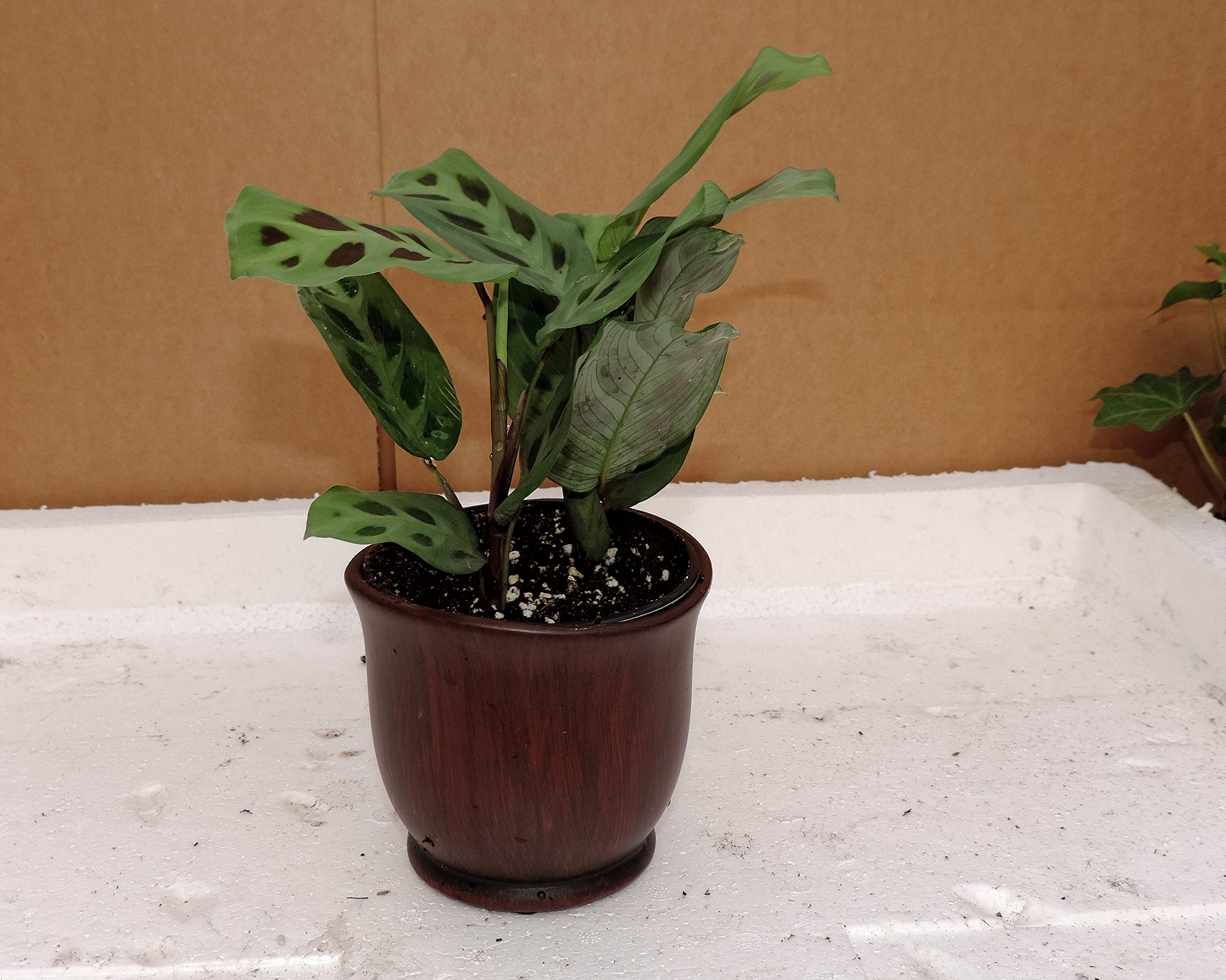 plant philodendron xanadu Philodendron xanadu main image 1
