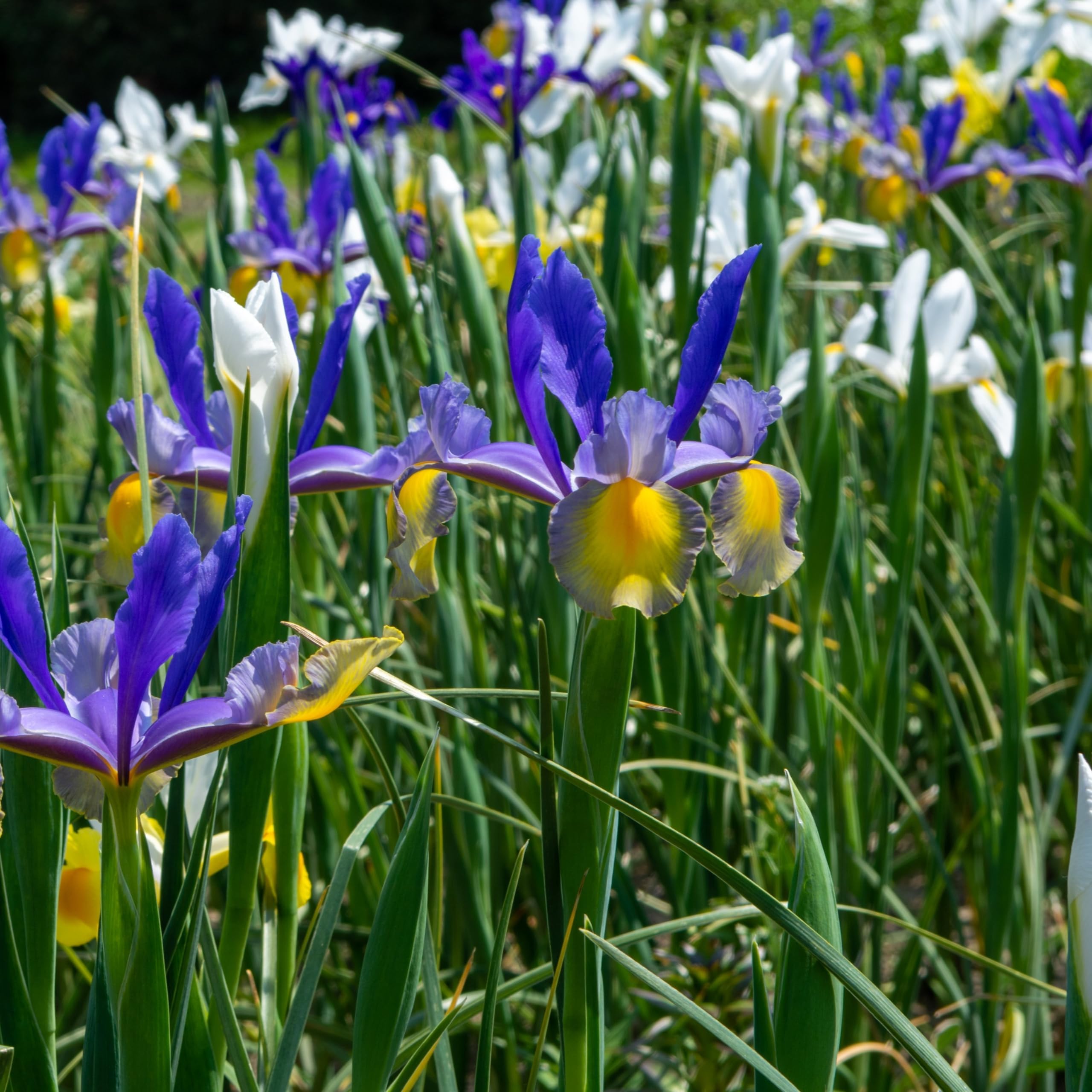 Amazon.com : Dutch Iris Bulb Collection – Premium Mixed Blooms in