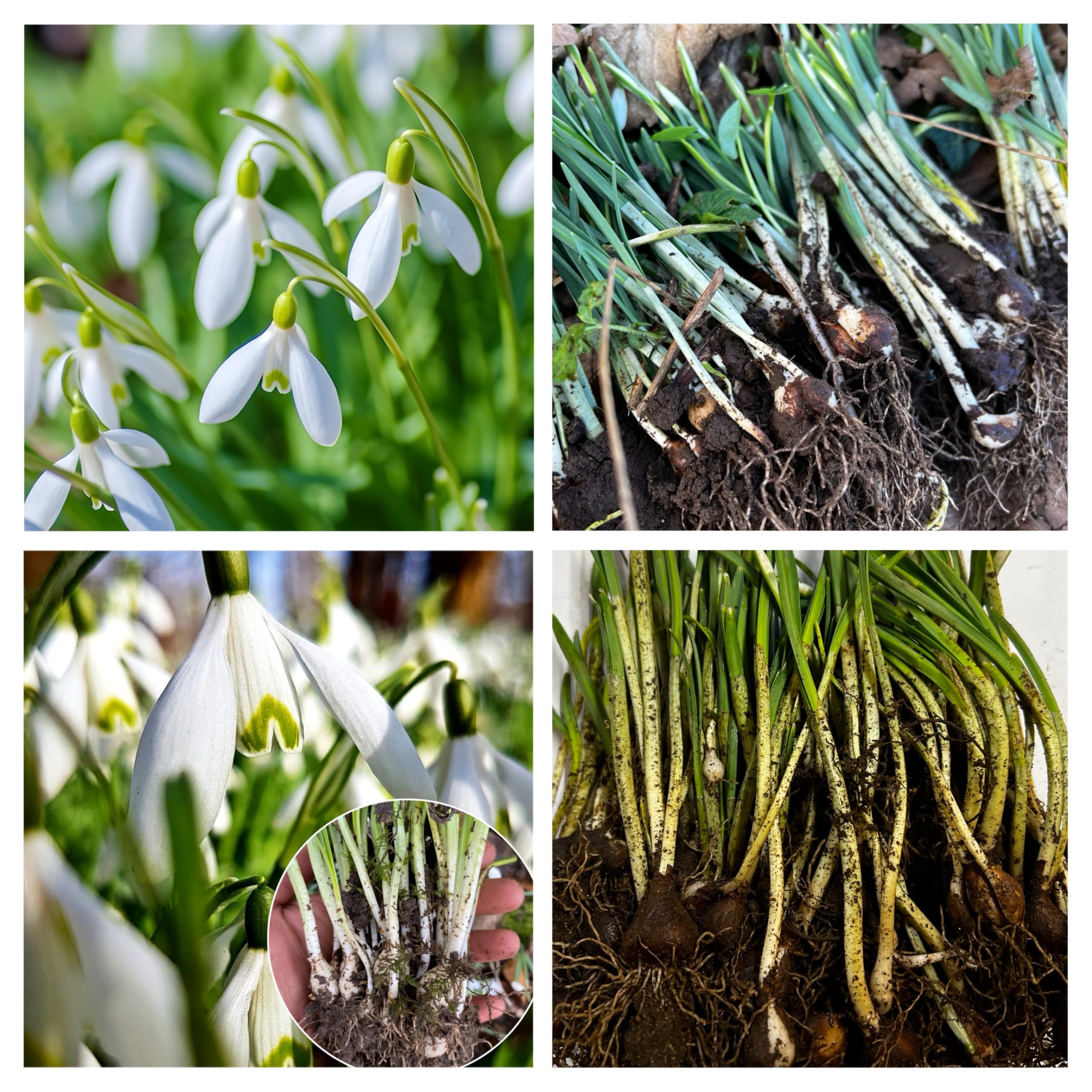 Single Snowdrops in The Green (50) - Galanthus Nivalis Spring Flowering - Snowdrops for Planting Now - Actively Growing - Freshly Lifted