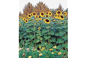 Sunforest Mix Sunflower Seeds 100 Count